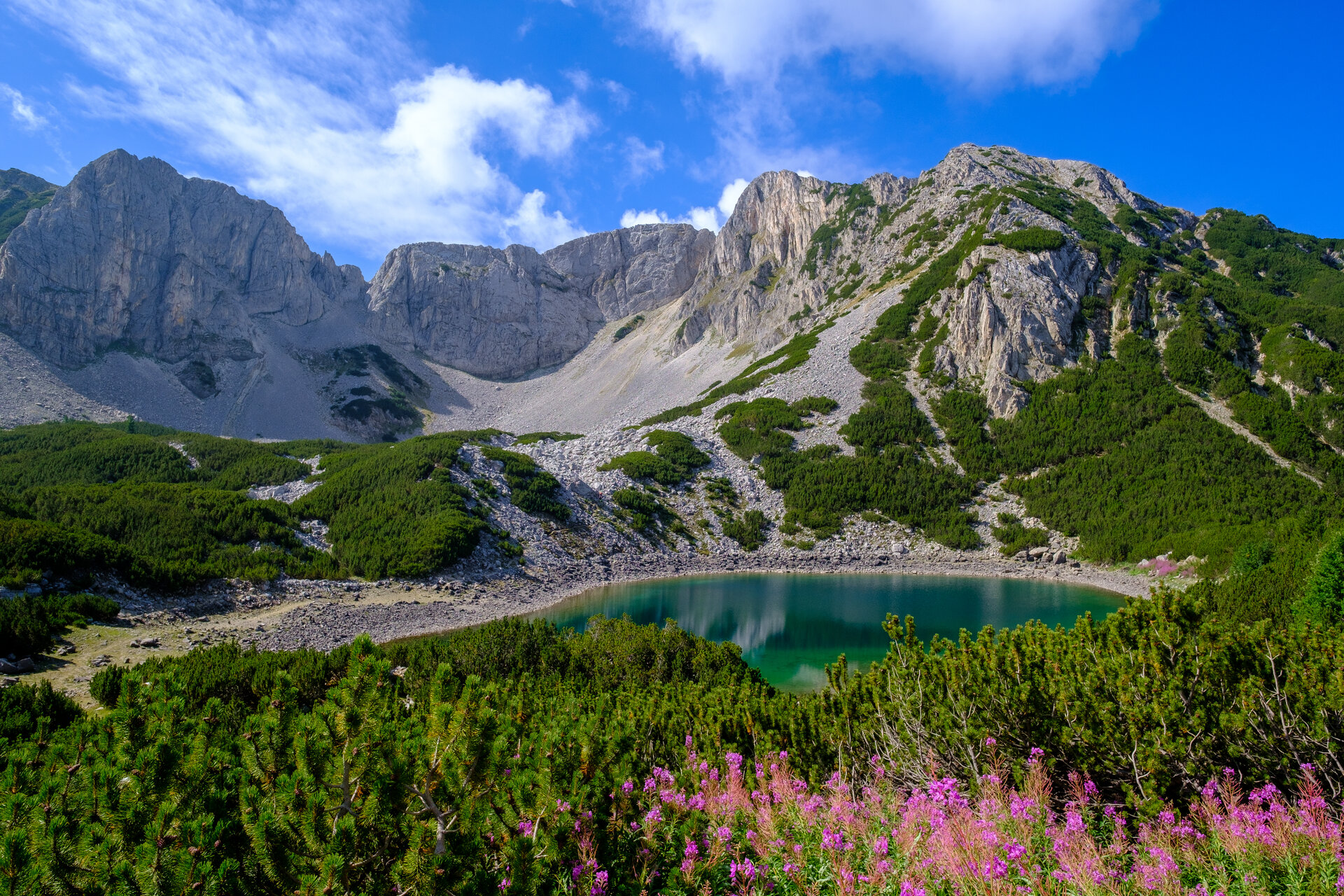 С И Н А Н И Ц А от Dimitar Gecev - Dimi7ar22