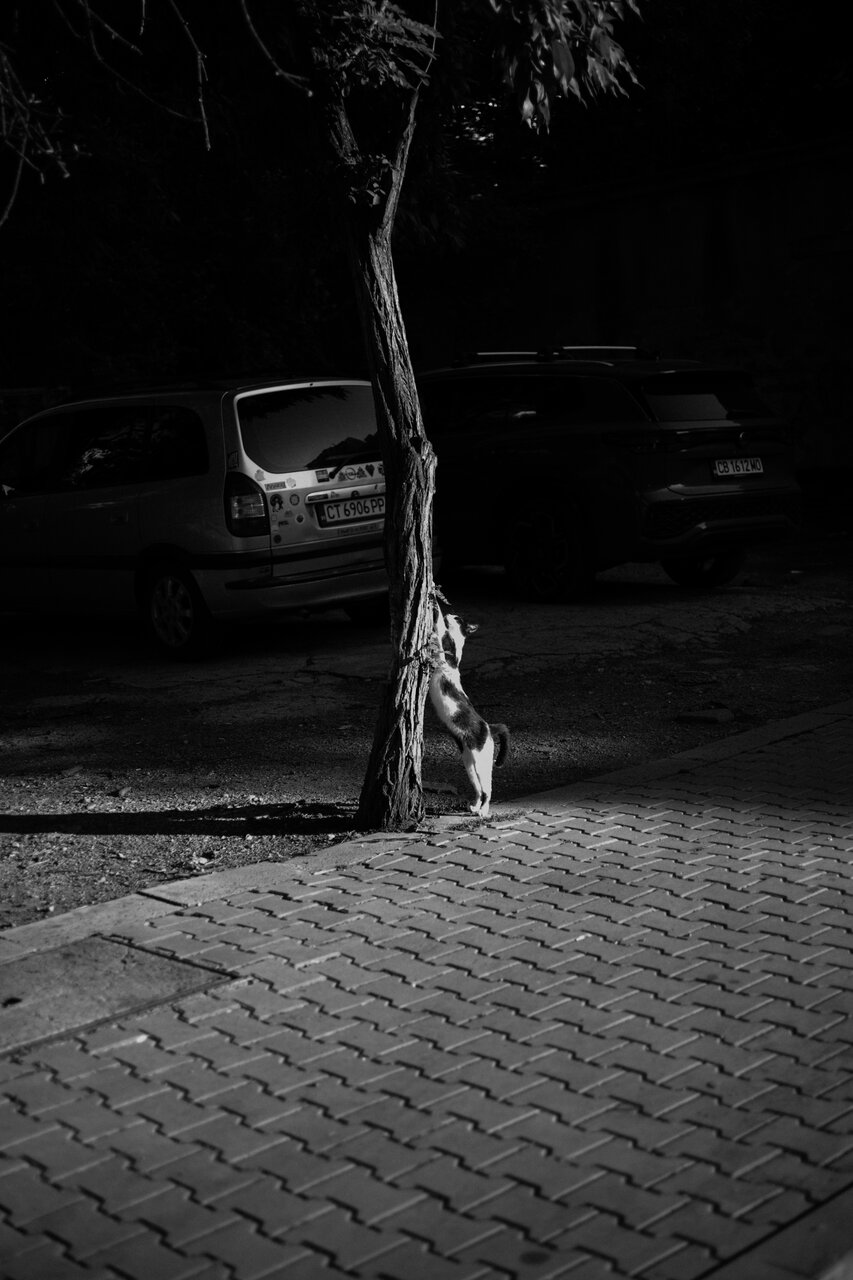 Street cat от Ivana Todorova - IvanaTodorova