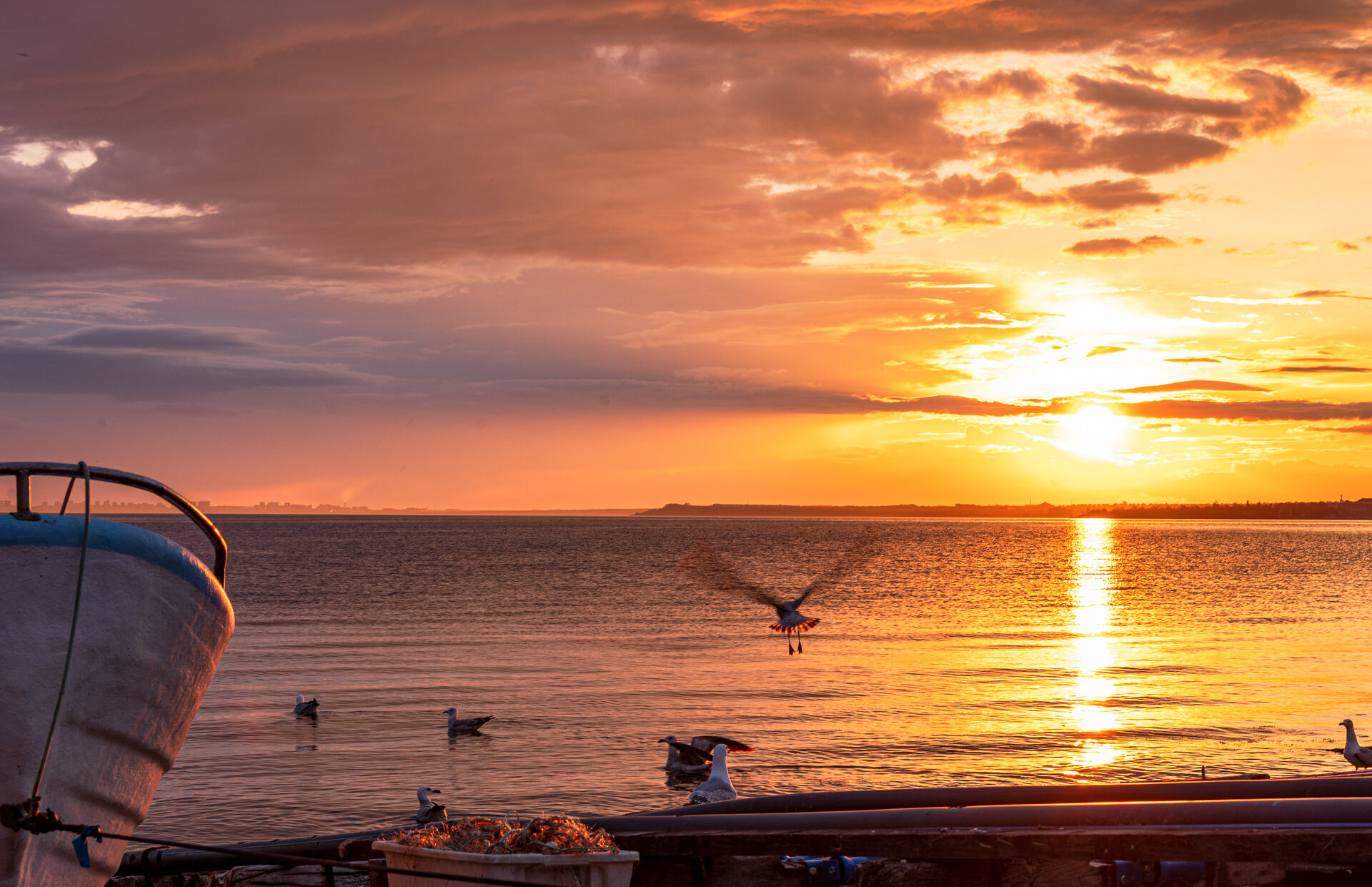 Полет към залеза от Iva Ivanova - Iv.Photography