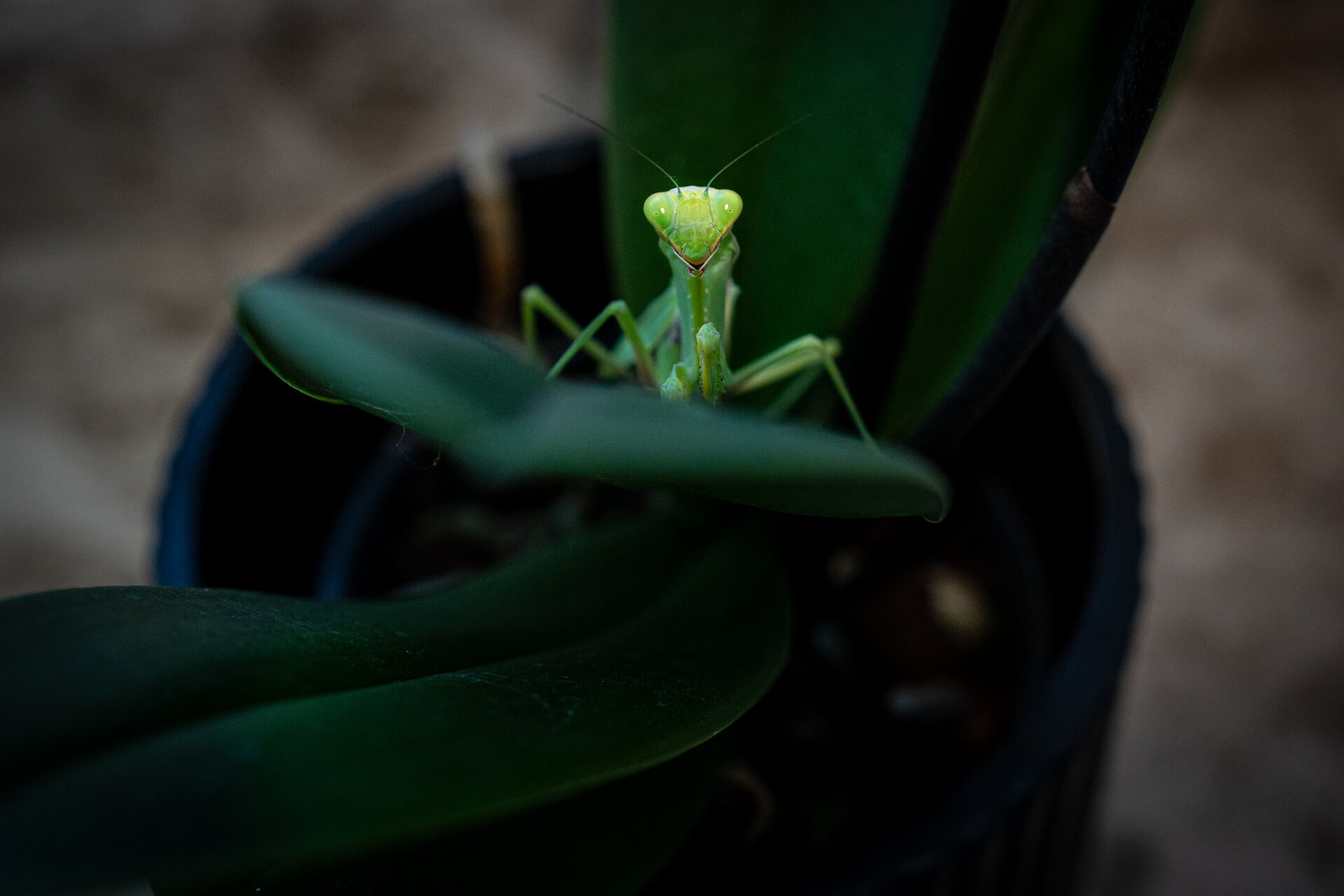 Богомолка от  - Dida