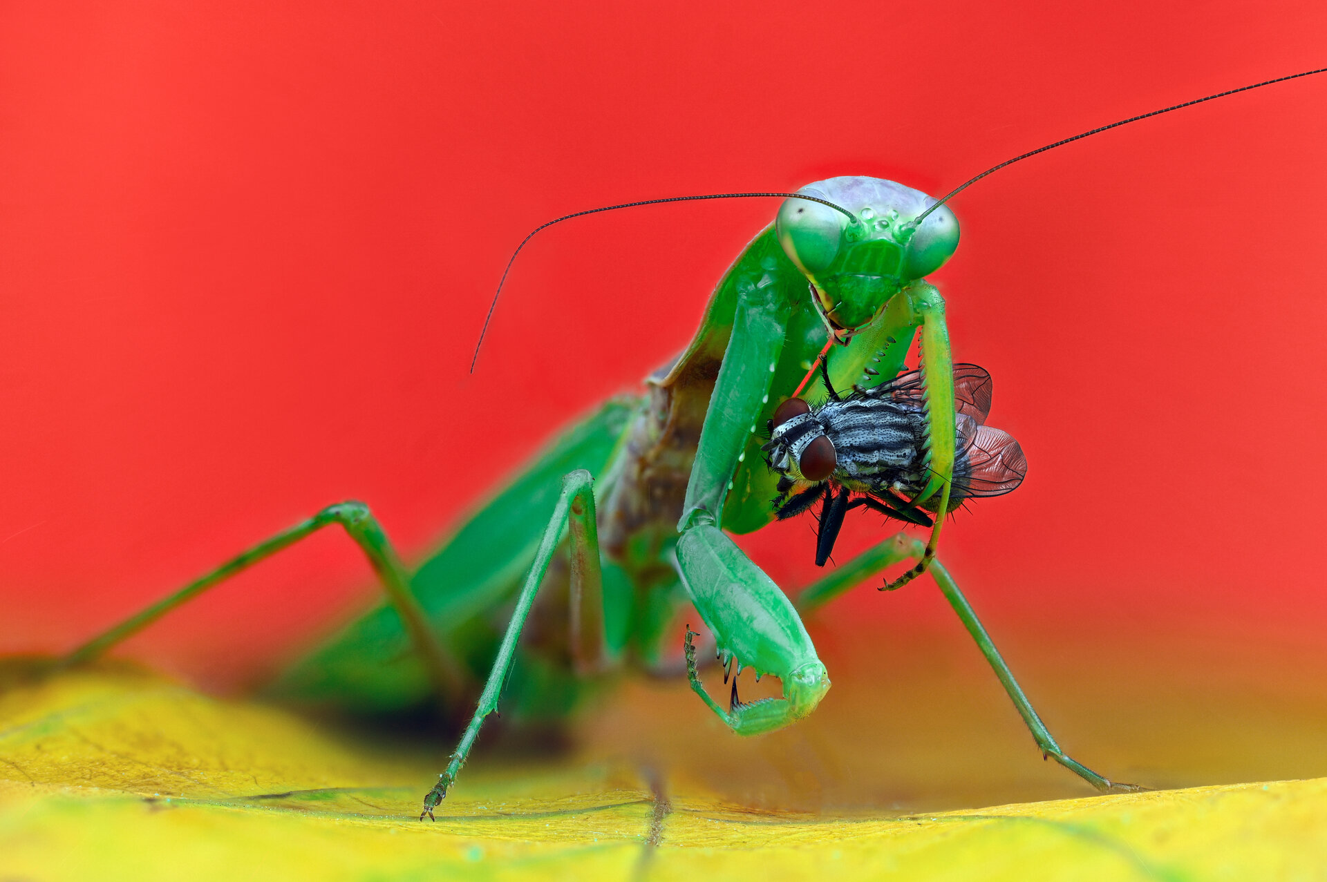  от Tsvetan Ganev - ceclii