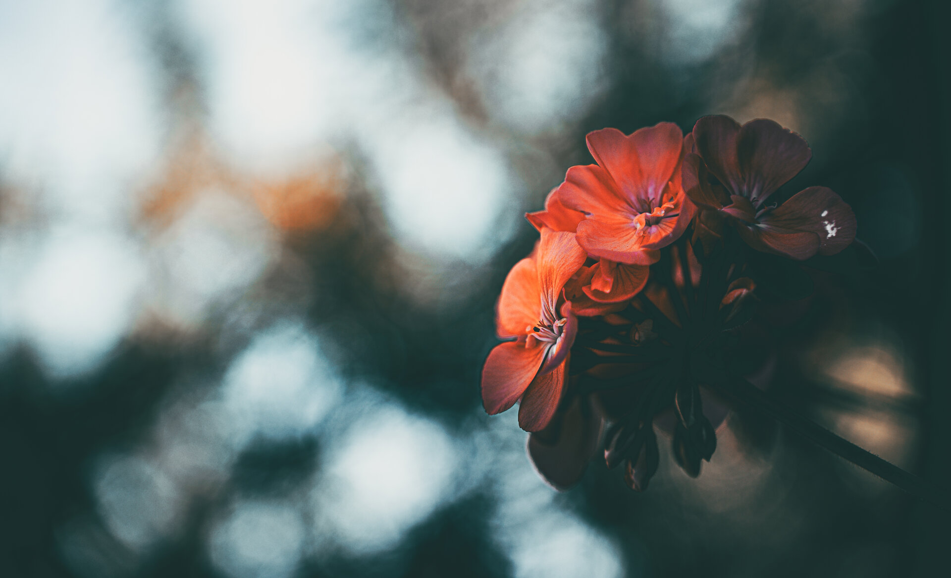 арт цветя от Светлин Симеонов - surr3a1