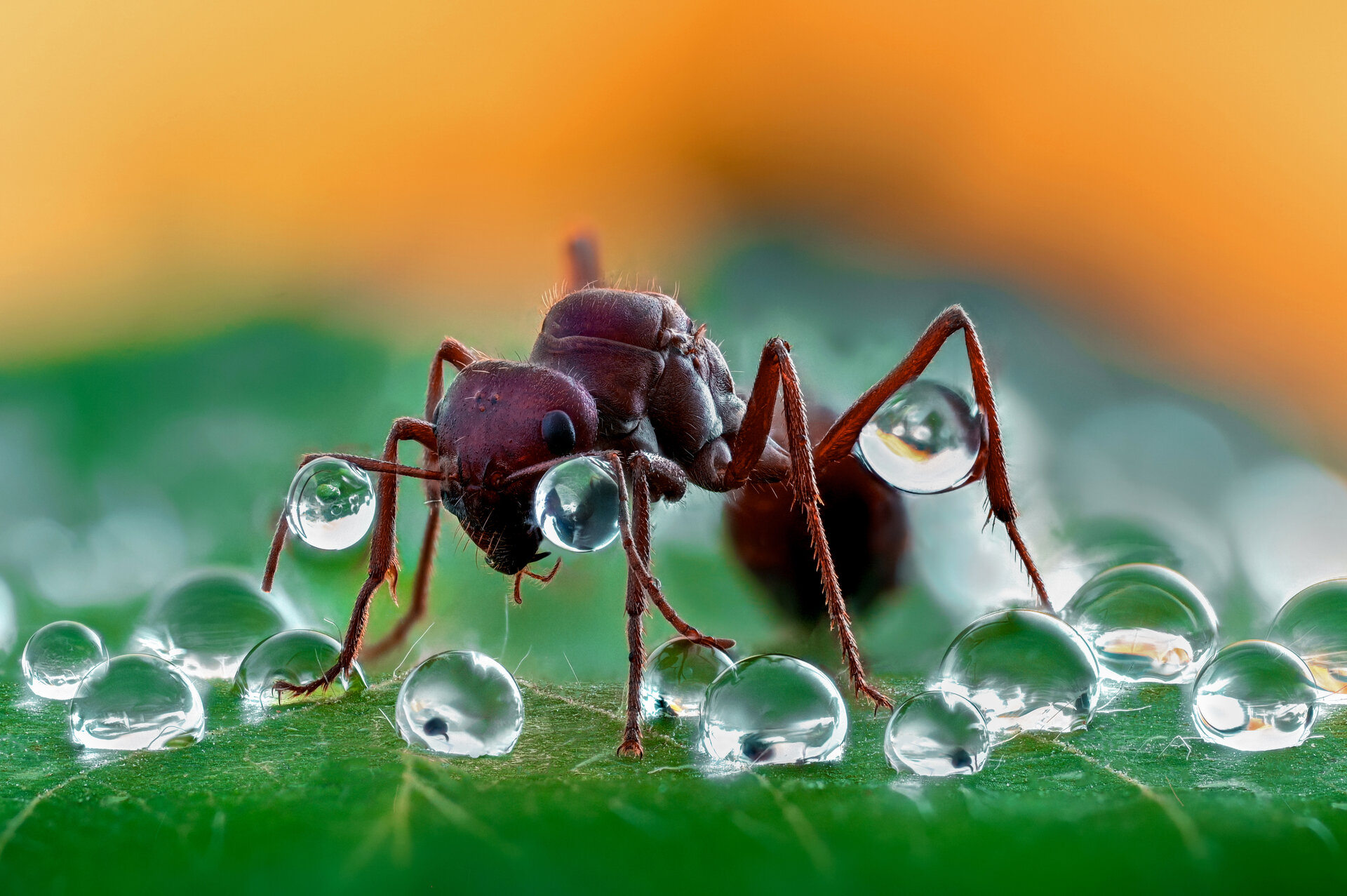  от Tsvetan Ganev - ceclii