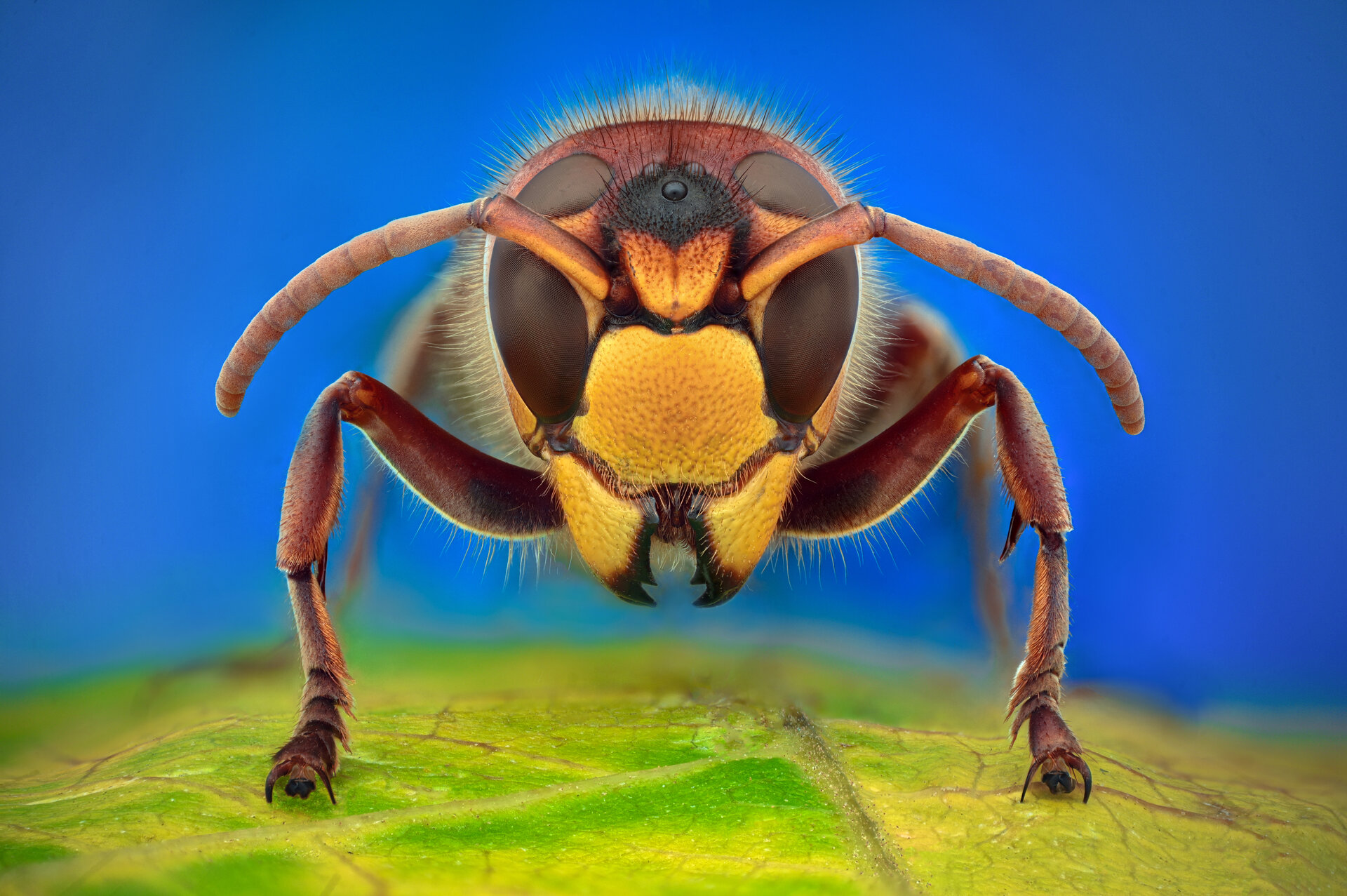 Стършел от Tsvetan Ganev - ceclii