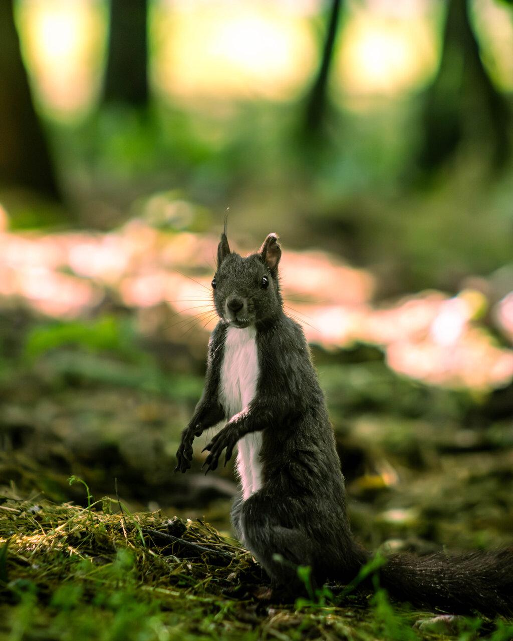 Горски пазител от Павел Миленков - PaulM