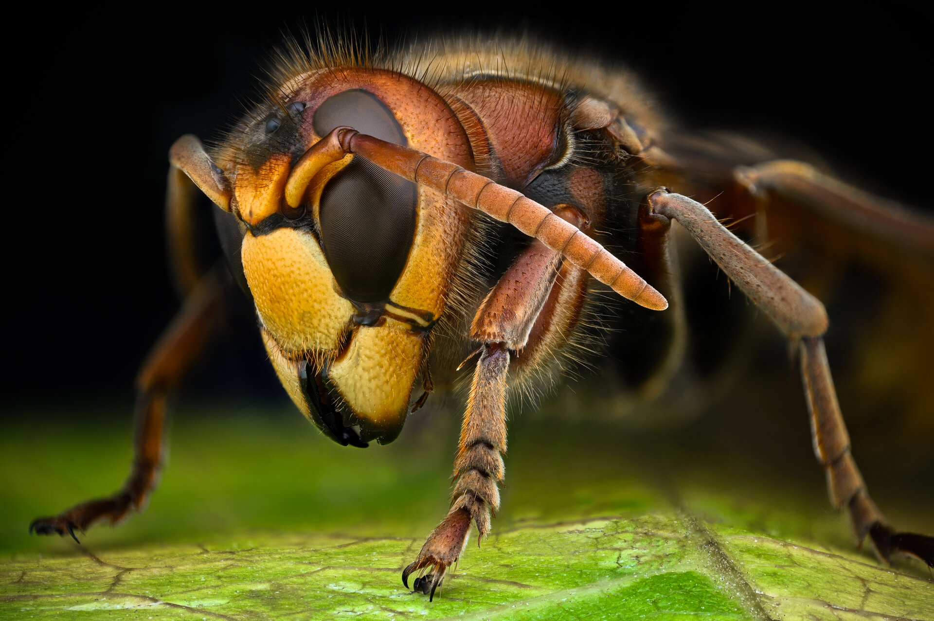  от Tsvetan Ganev - ceclii