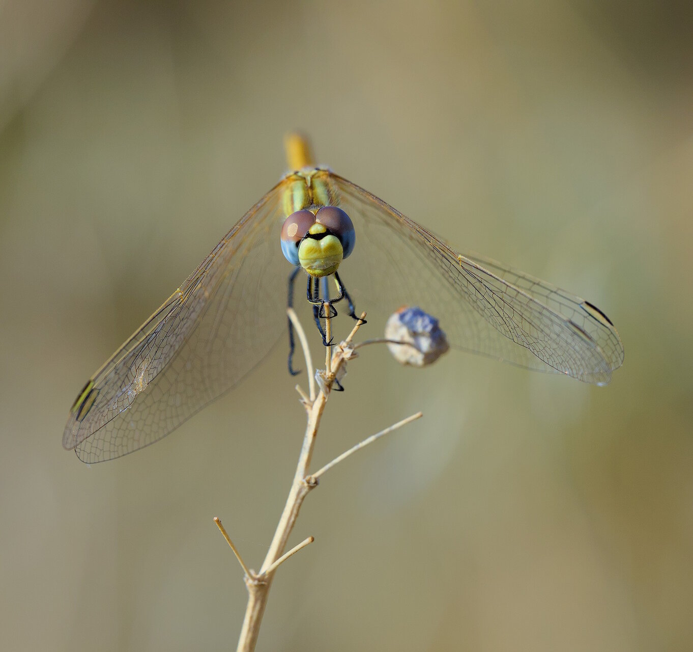 ВВС от Stoqn - fotocrop