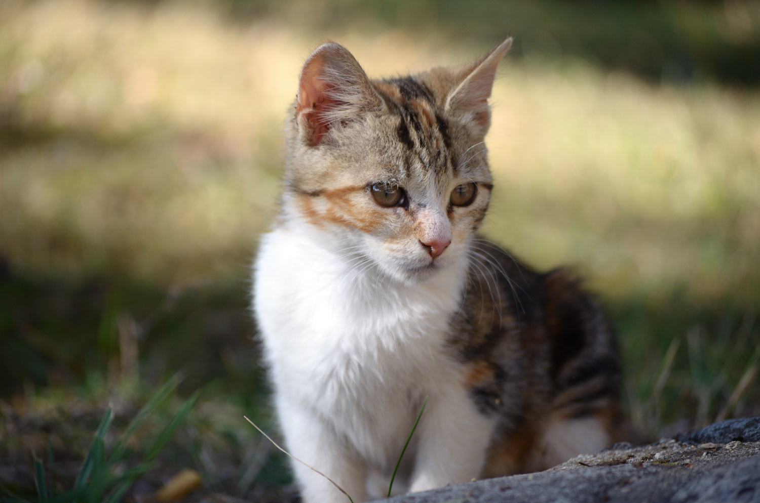  от Daniela Grigorova - Morkovica