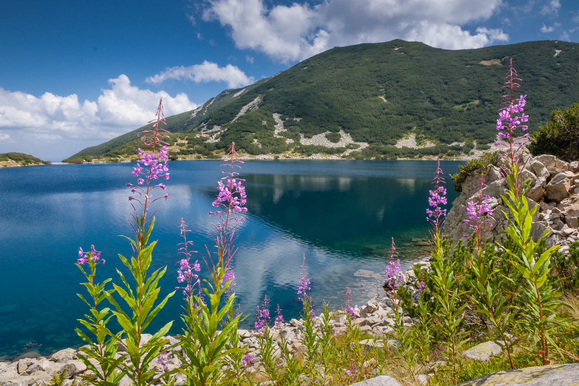 Пирински прелести от Tzvetan Ostromsky - ceco
