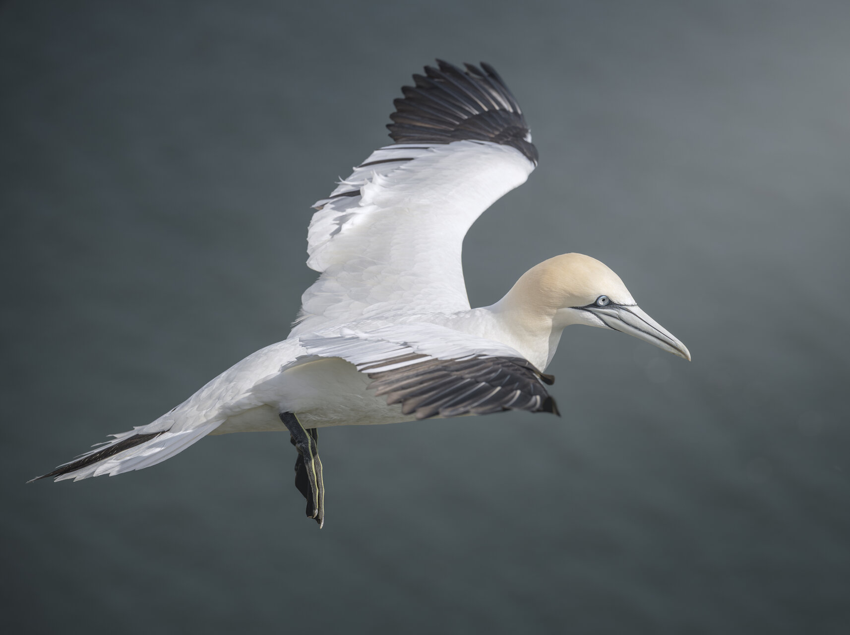 Bemton cliffs от Peter Igrev - Петър_Игрев