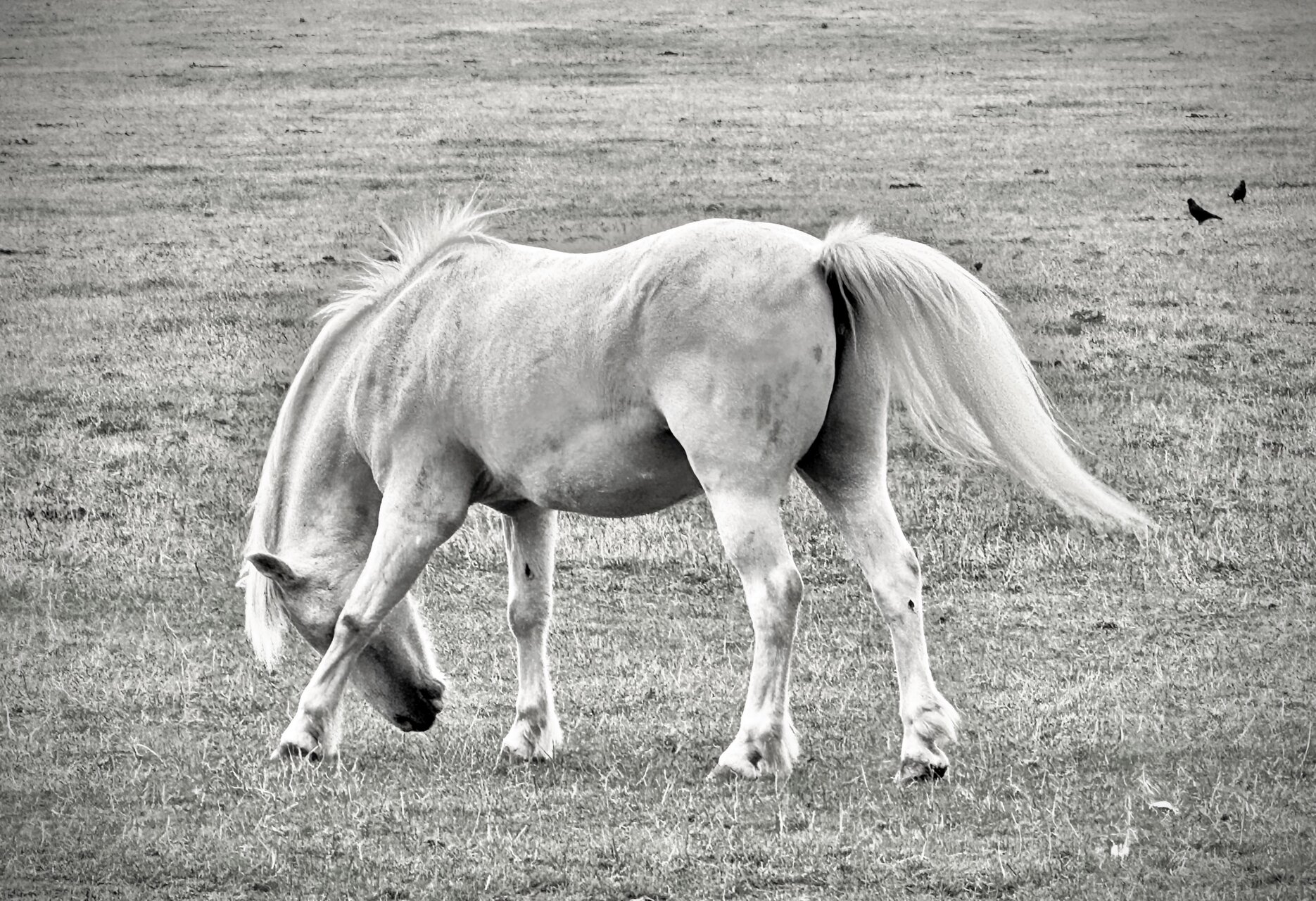 Конче от Владимир Димитров - nyamago
