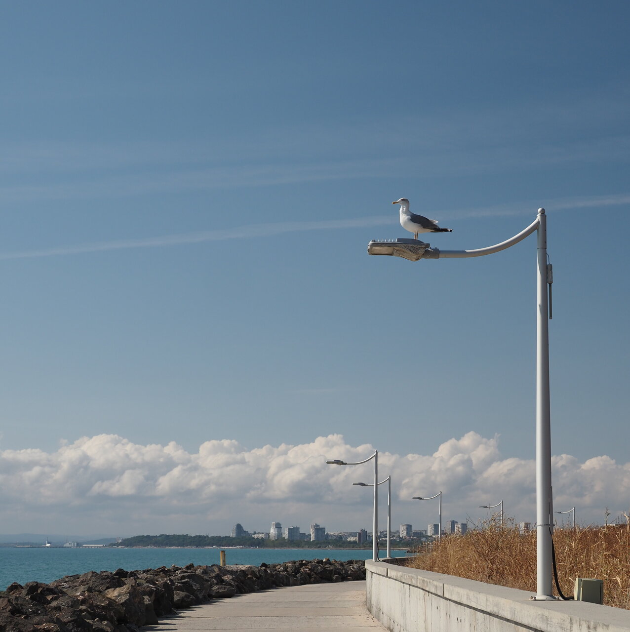 Летен ден от Dimitar Tsonkov - mityo