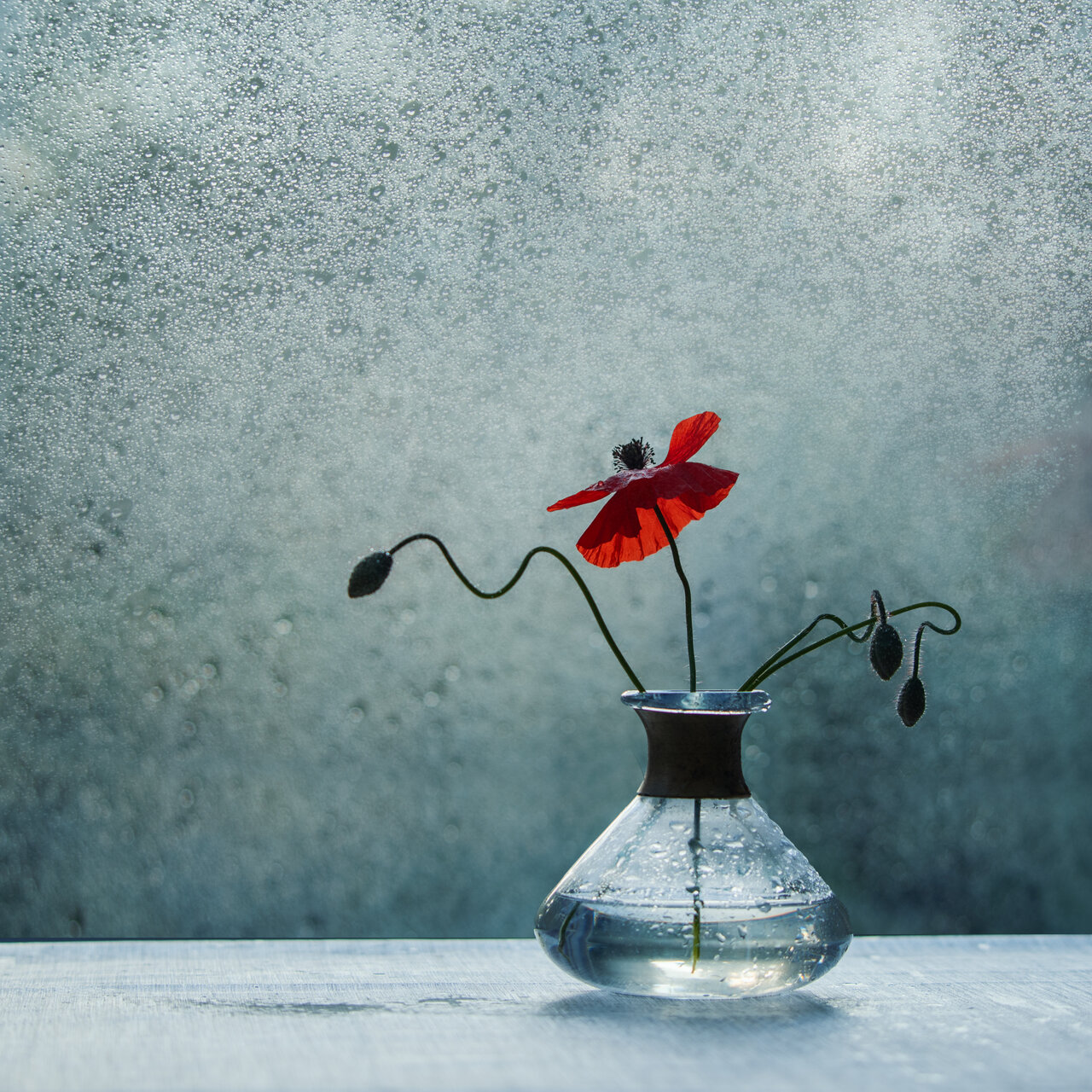 ... от Nikki Georgieva  V E G A N I K - vega_nik