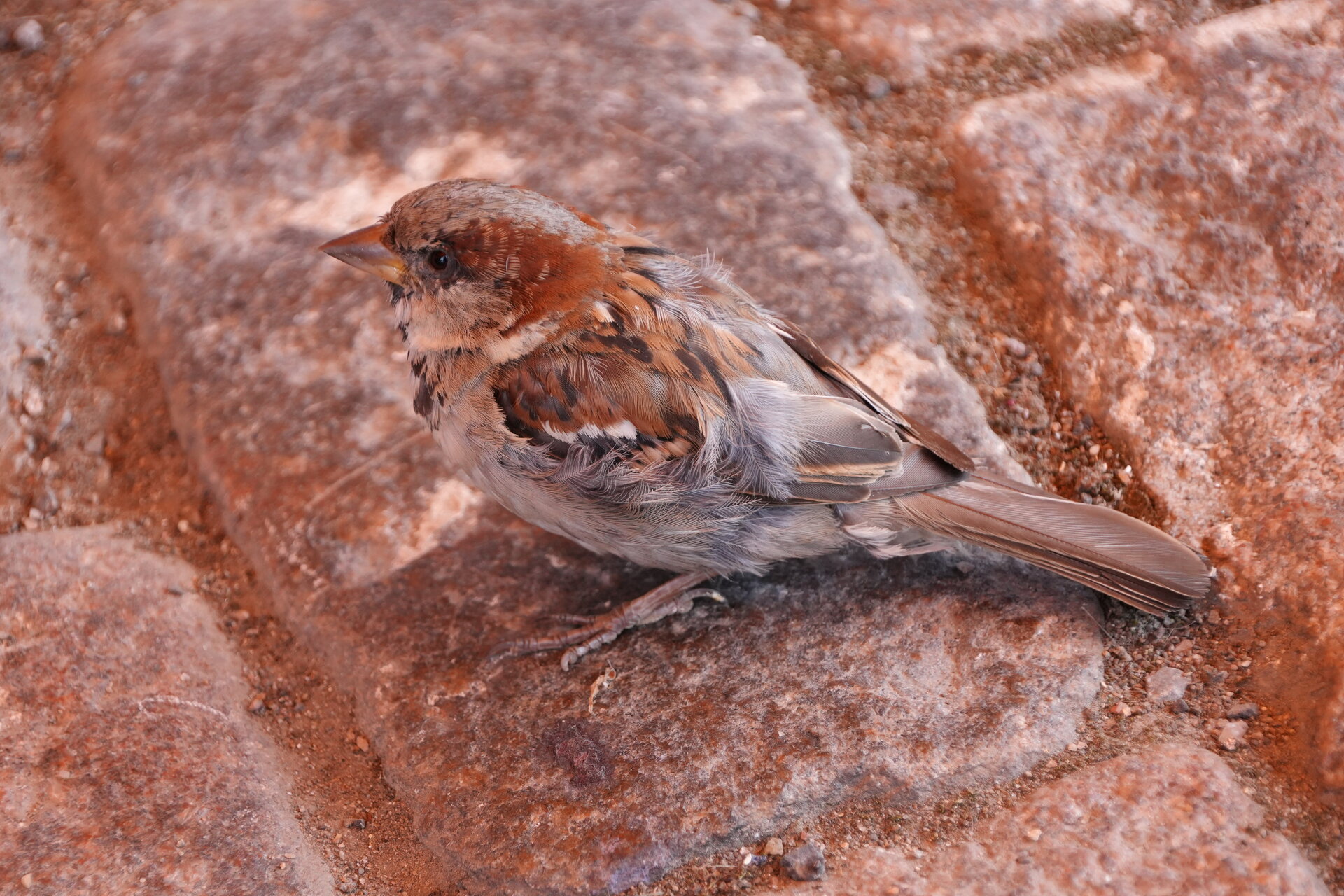 Невидимото присъствие от Marina Nizamska - marinizam