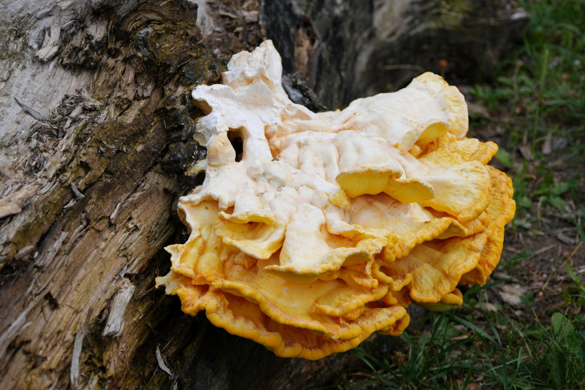 Гъбата от Marina Nizamska - marinizam