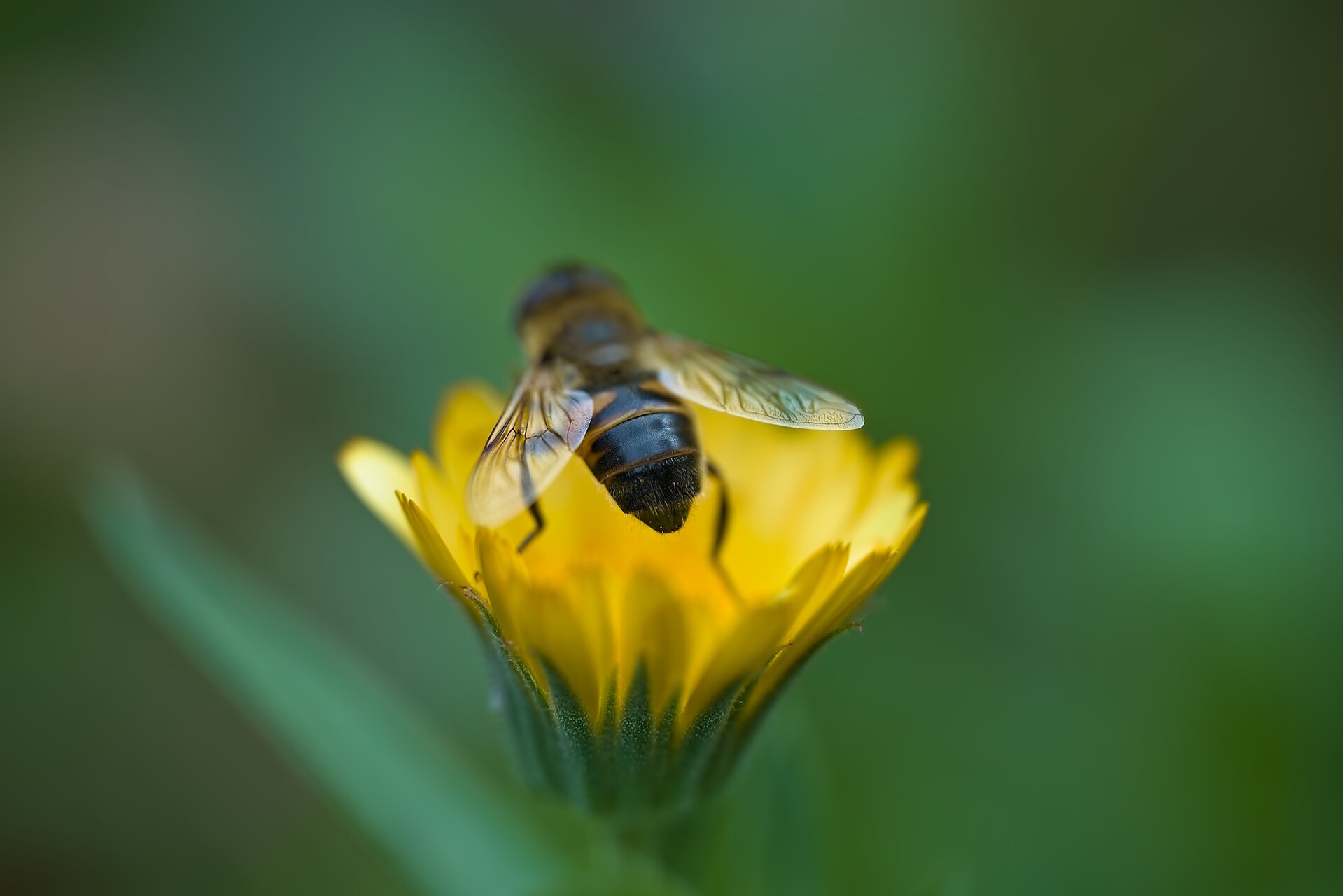 Буболечка на фенерчето от Stoqn - fotocrop