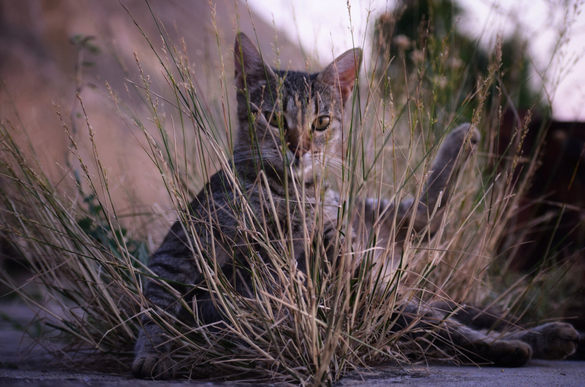 Под прикритие от Elena Vasileva - elena55