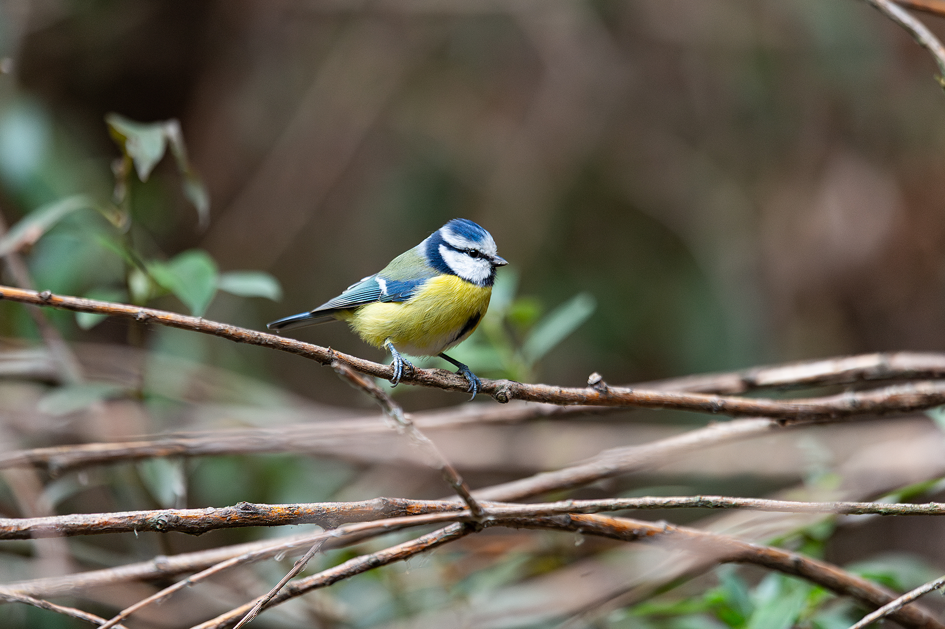 Син синигер от Andrey Angelov - kaschei