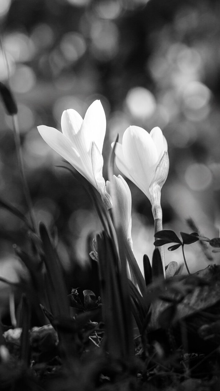  от Milen Mladenov - resco