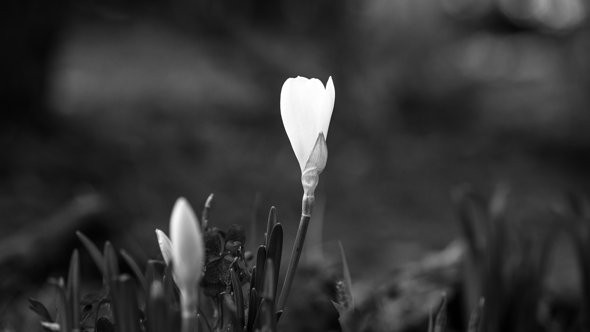 Минзухар от Milen Mladenov - resco