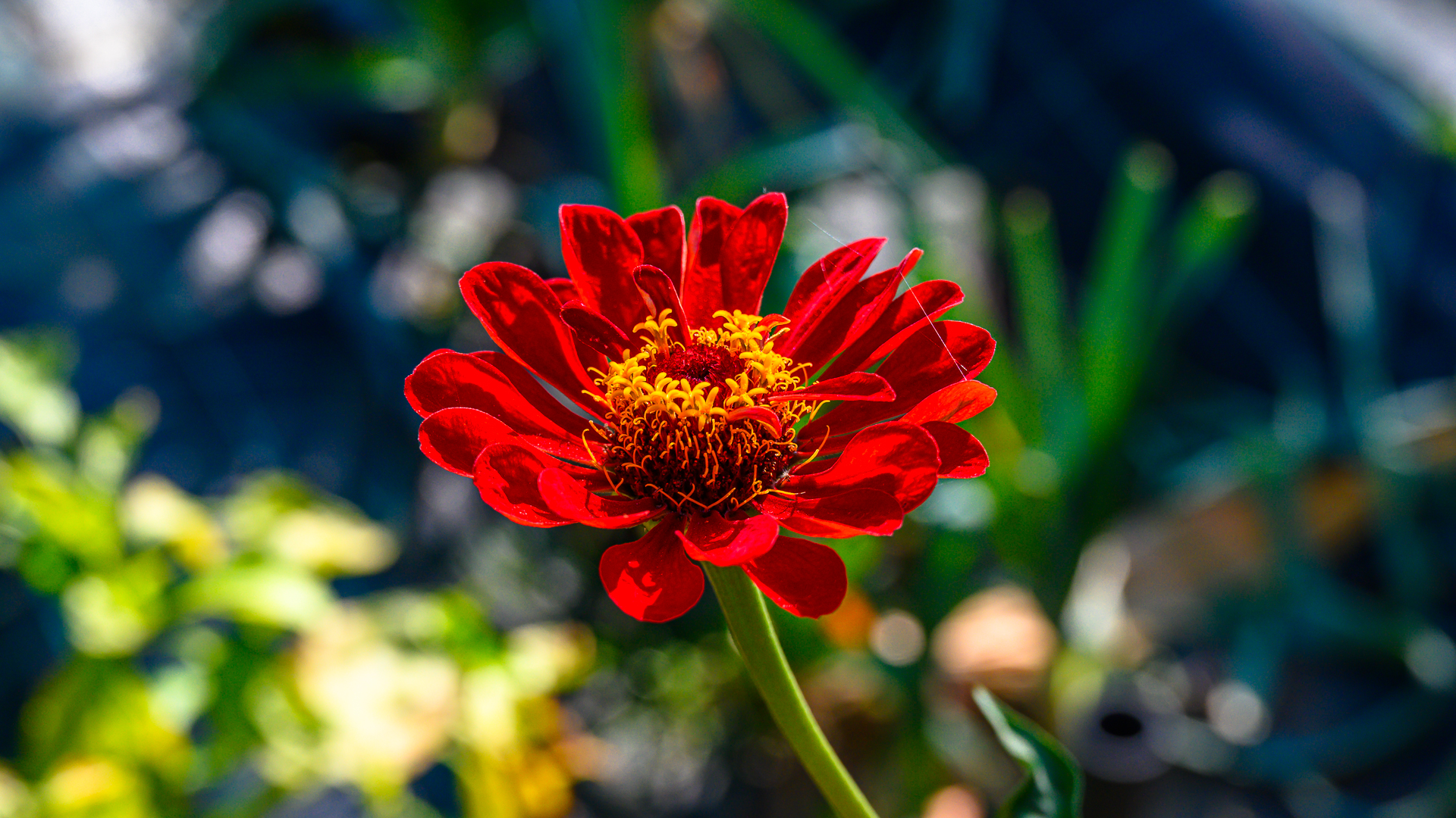 градинско цвете от Milen Mladenov - resco