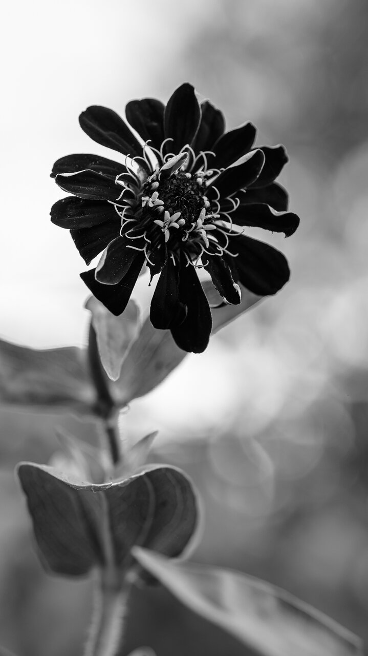 Градинско цвете от Milen Mladenov - resco