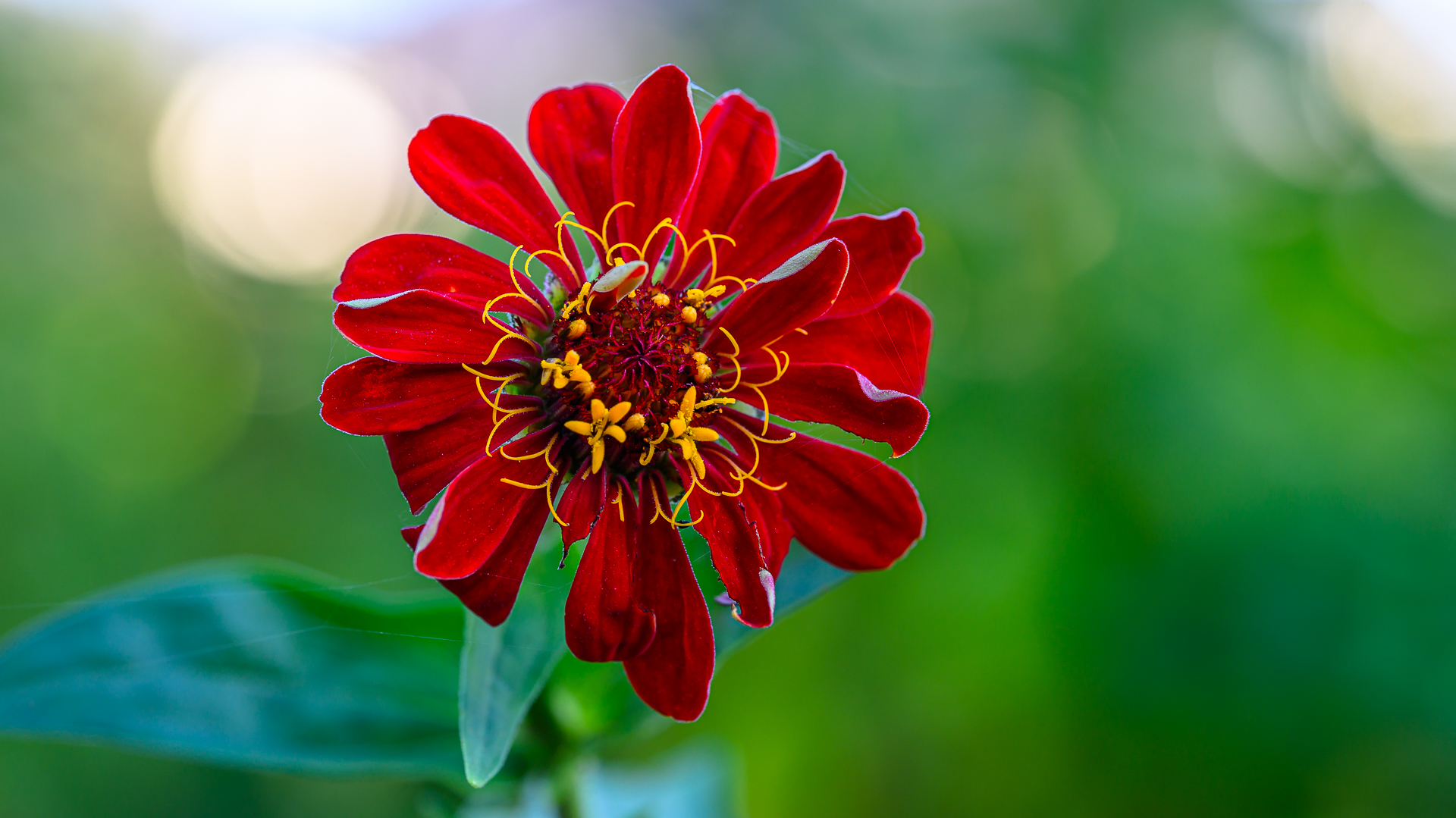 Червено градинско цвете от Milen Mladenov - resco