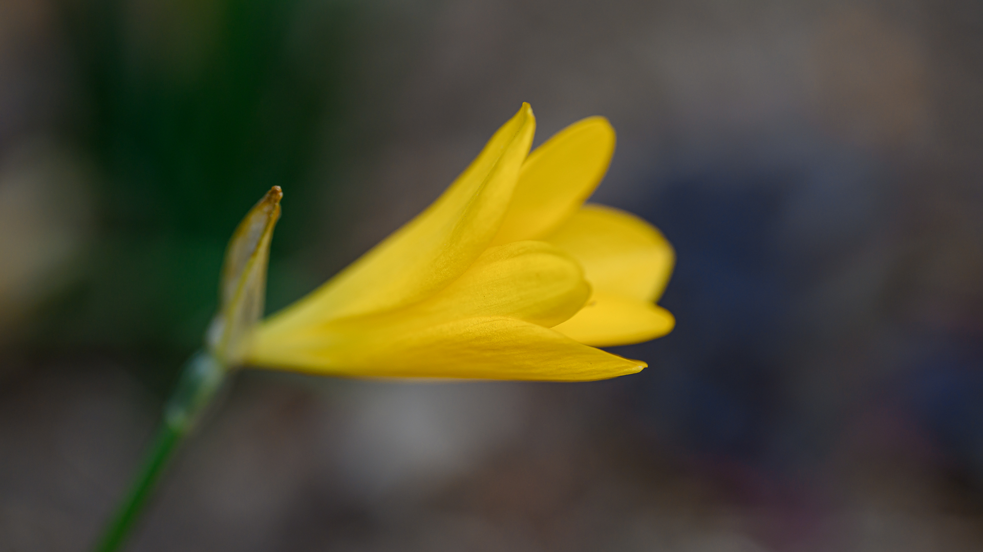 Самотния минзухар от Milen Mladenov - resco