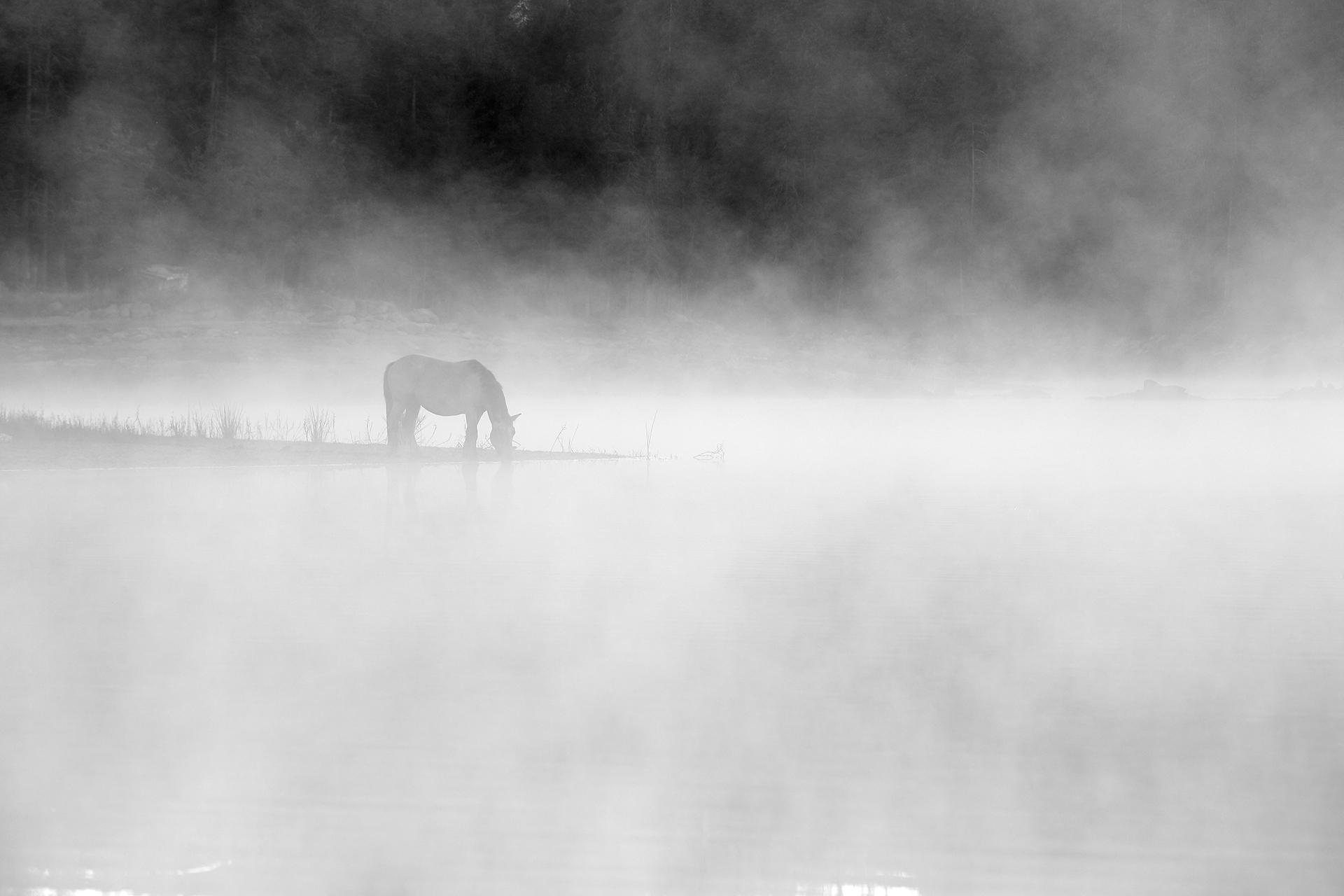 Водопой в едно мъгливо утро от Emiliyan Evdokimov - evdokimov_emo