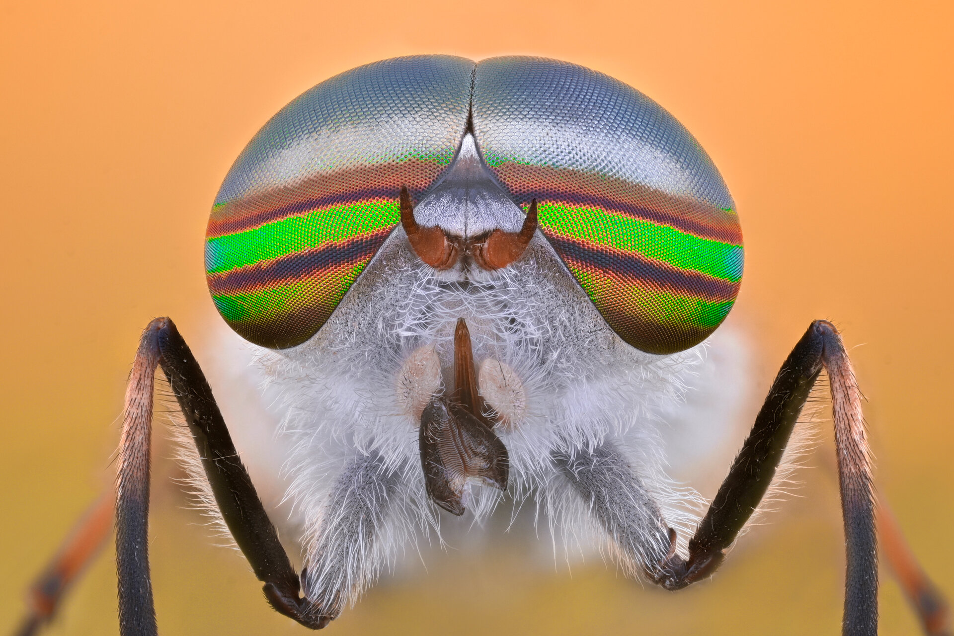  от Tsvetan Ganev - ceclii