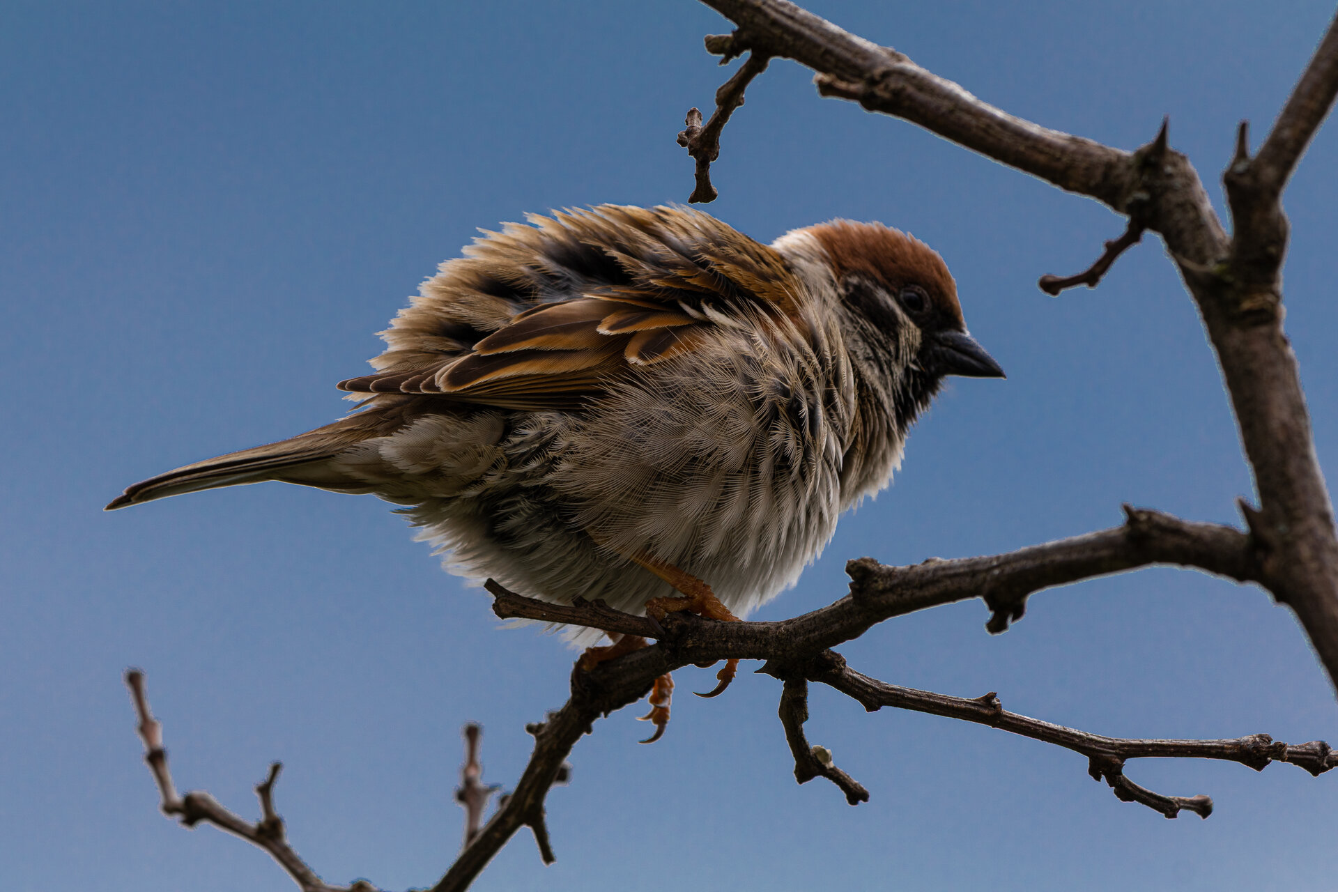 Домашно врабче (Passer domesticus) от Denislav Samunev - Samunev44