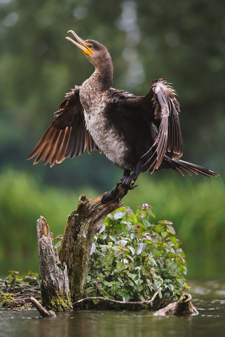 Време за изсушаване от Dimitar Nedelchev - dametoo