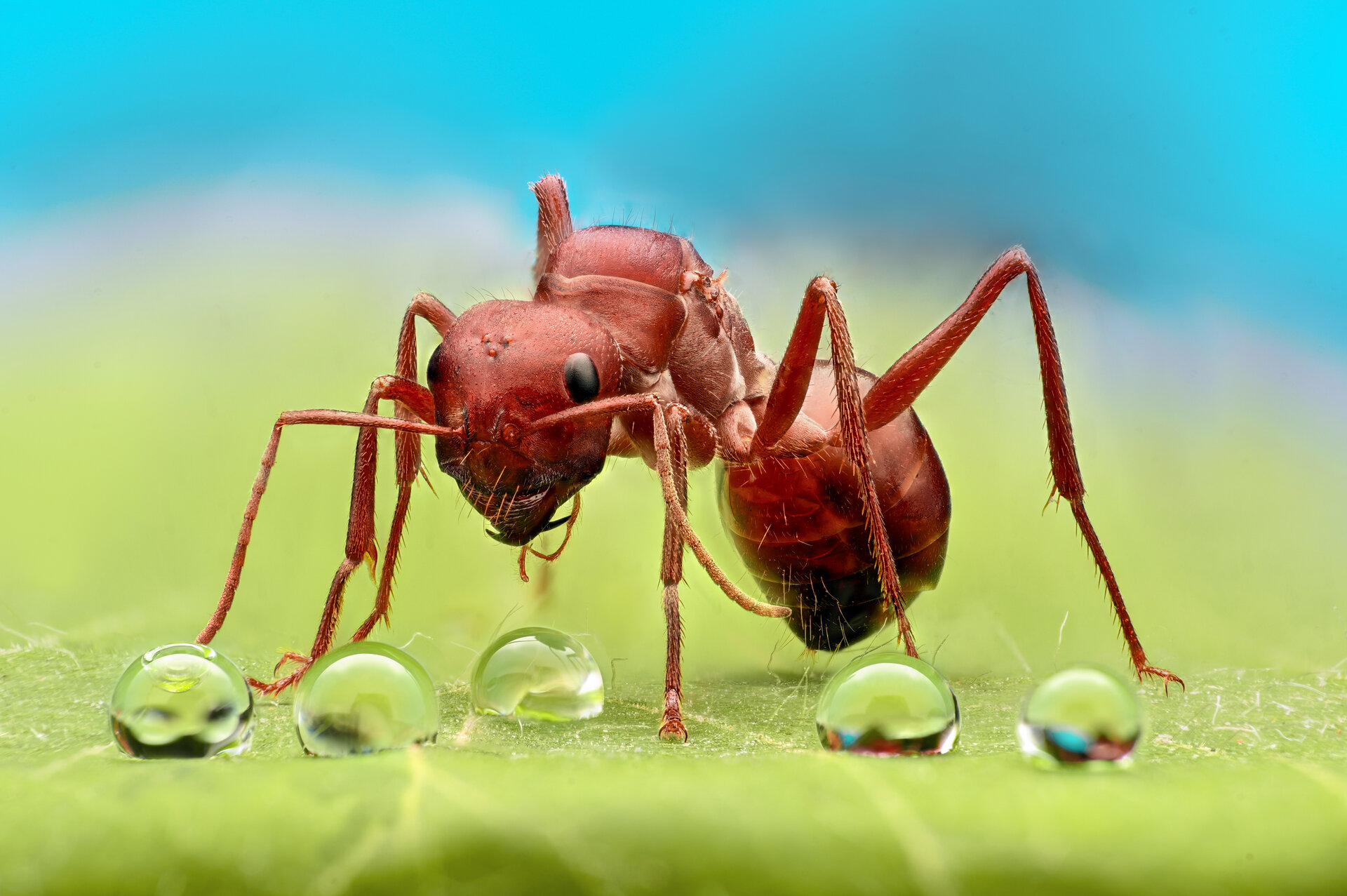  от Tsvetan Ganev - ceclii