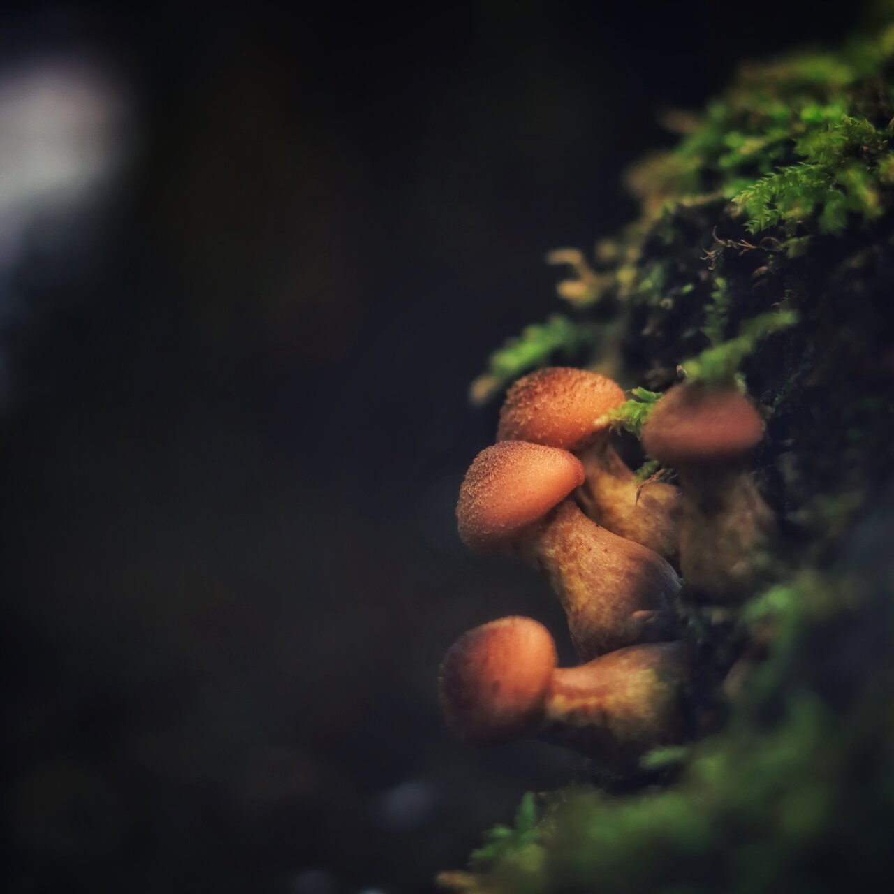 Скрити в гората от Dimitar Dimitrov - ДимитърДимитров