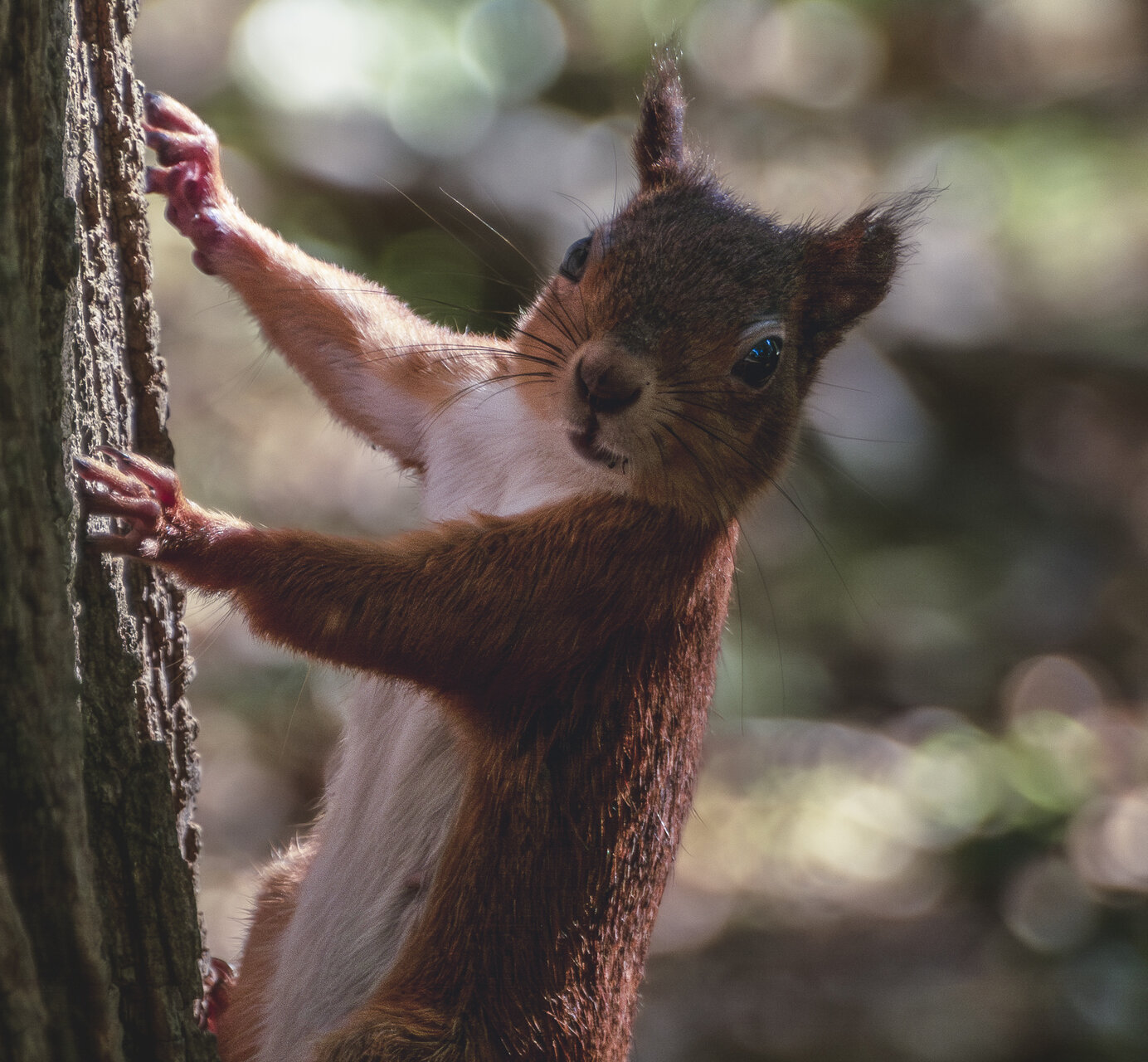 Дете на гората от Denis Krumkov - Deniskrum