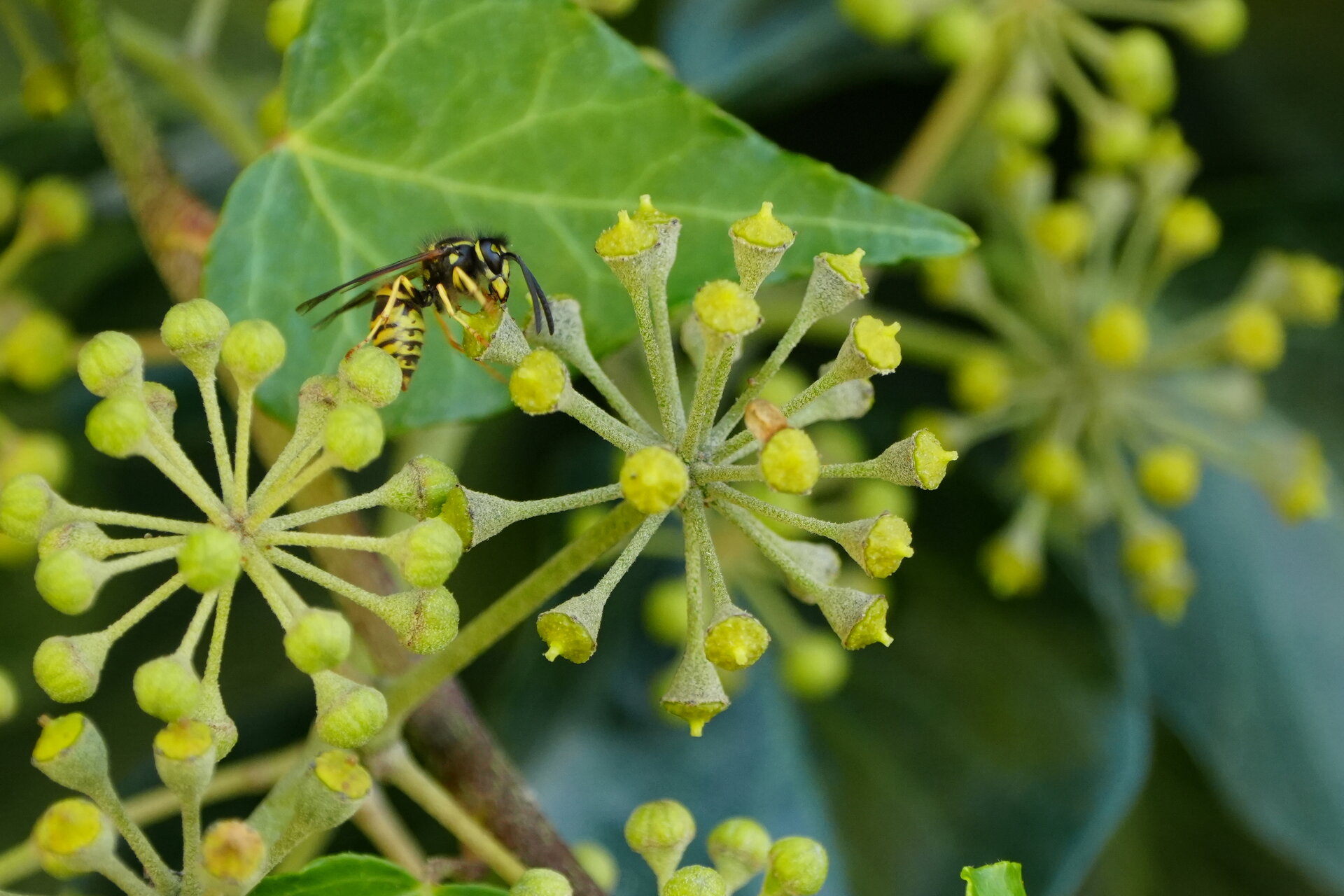Зелената вселена на осата от Marina Nizamska - marinizam