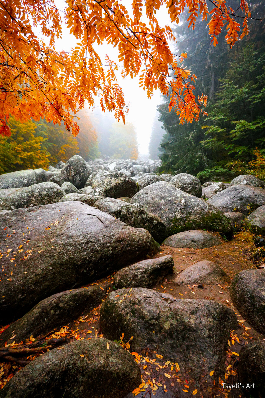 Златните мостове на Витоша от cvetelina Ilieva - zaharcheto