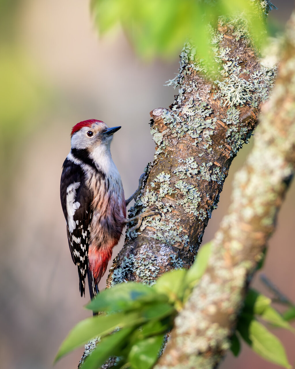 Кълвач от Miroslav Nikolov - Mironiko