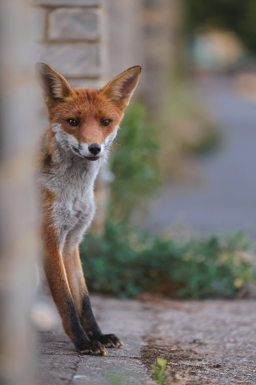 Изненада от Dimitar Nedelchev - dametoo
