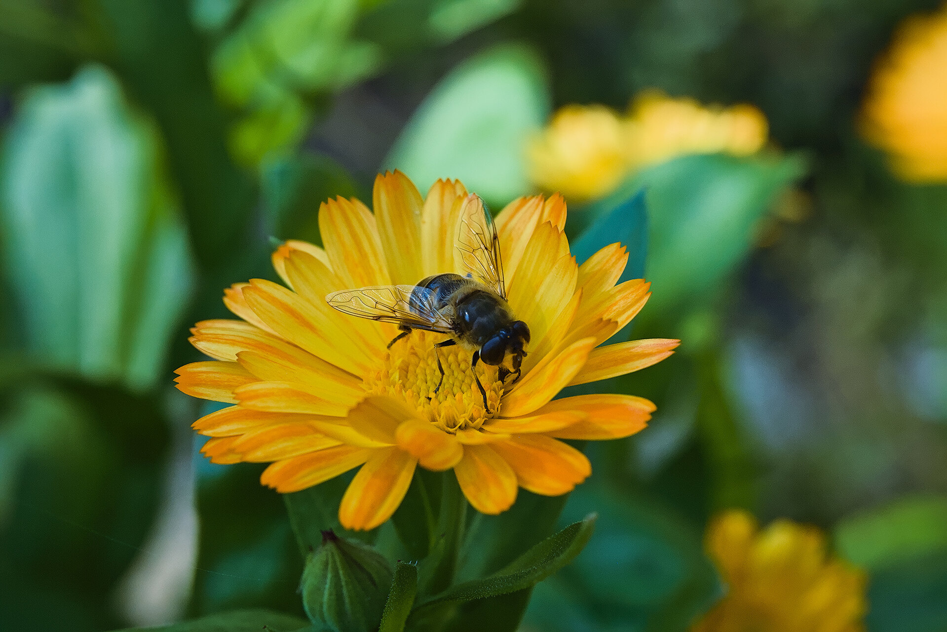 При меда от Stoqn - fotocrop