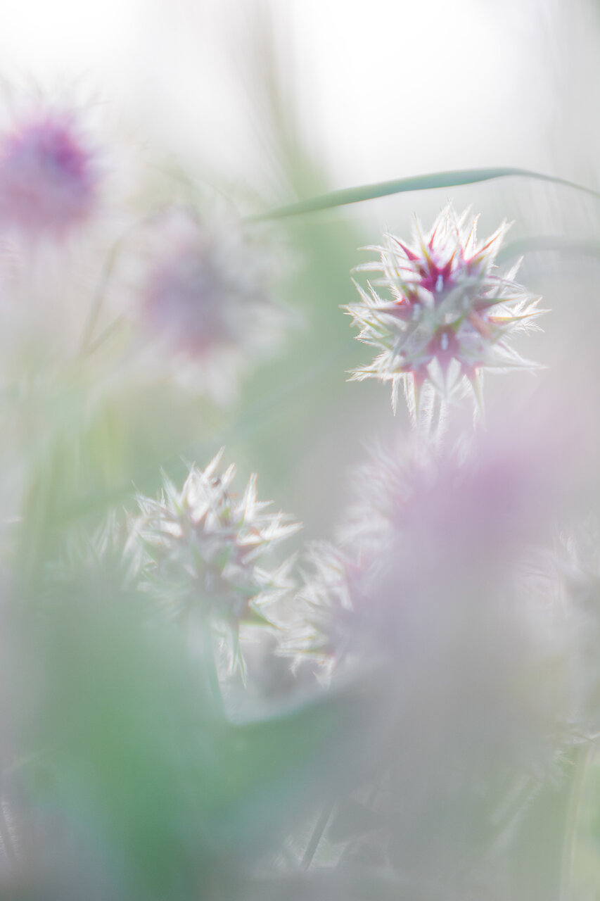 Под прикритие от Vania Tonova - vivian