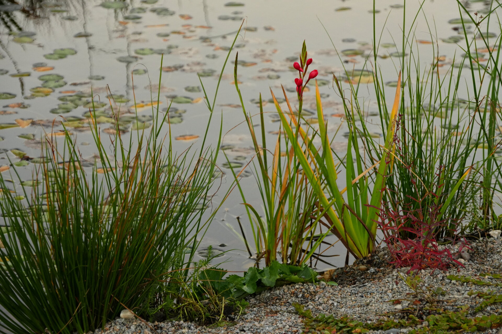 Цветенце от Marina Nizamska - marinizam
