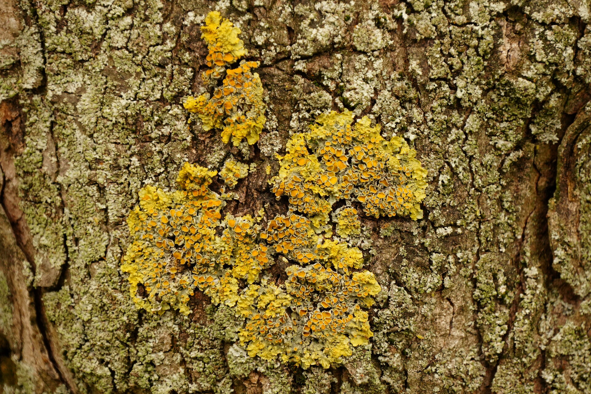 Северната страна на дървото: златно огънче в сянка! от Marina Nizamska - marinizam