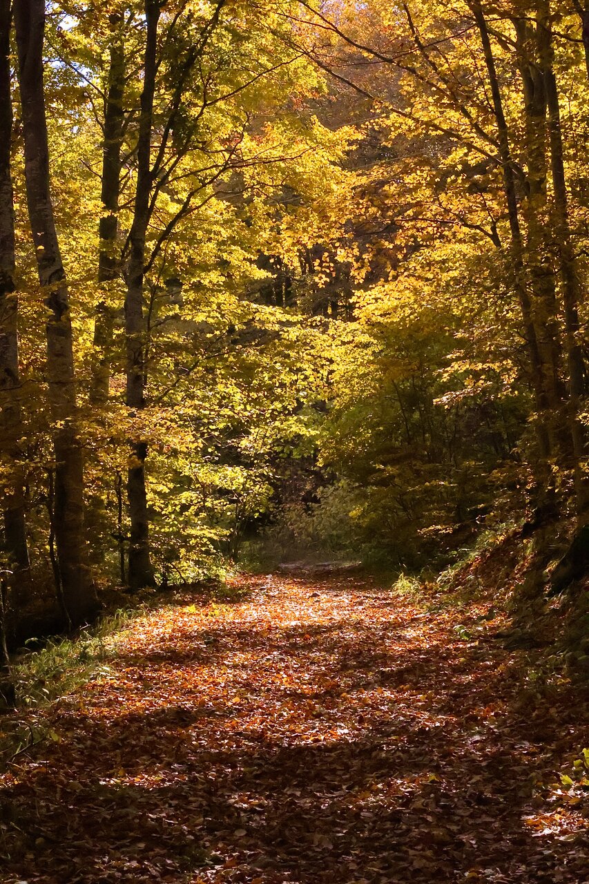 Golden autumn от GIren Garabedyan - Iren_Gphoto