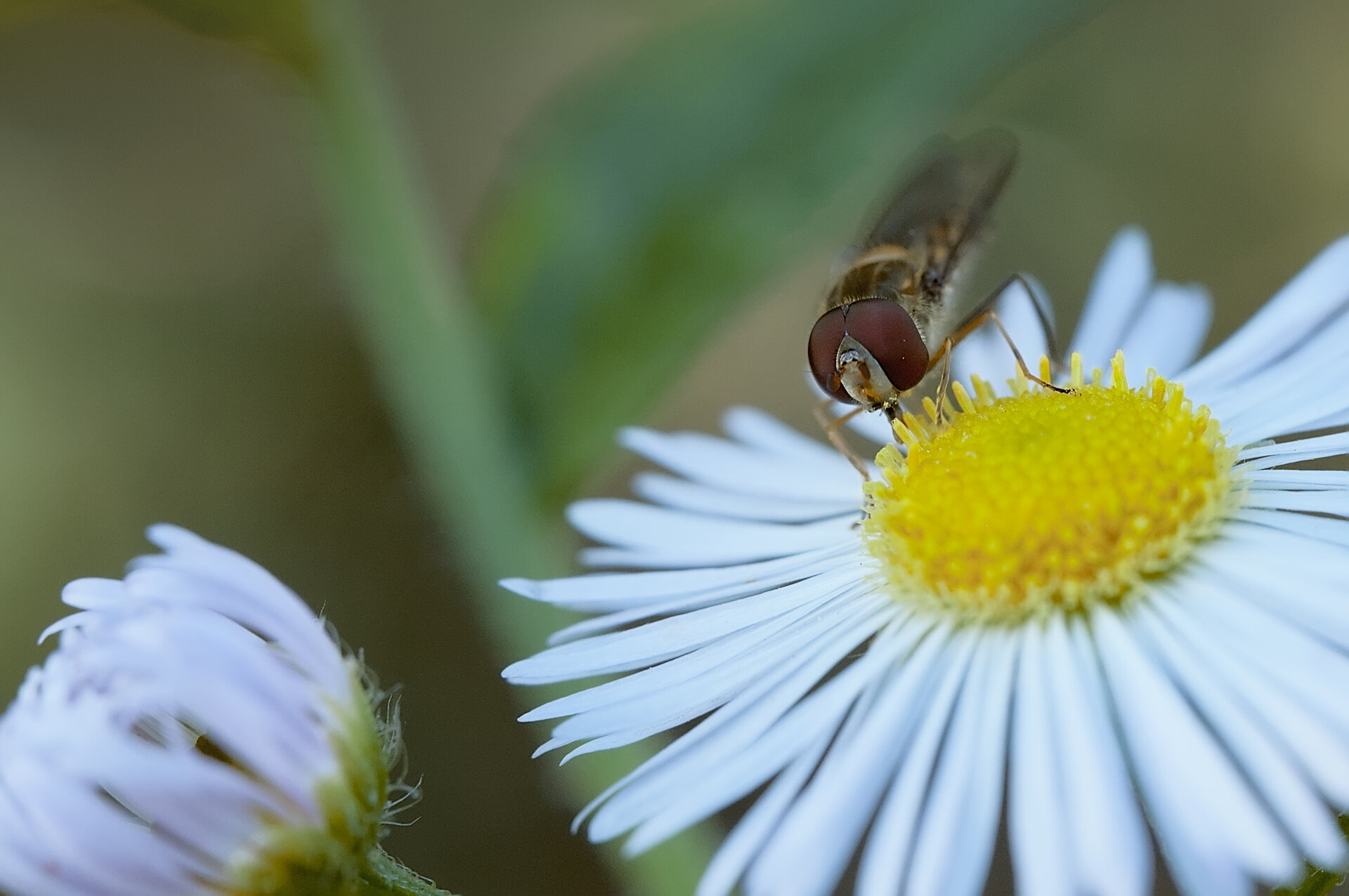 Малки цветя от Stoqn - fotocrop