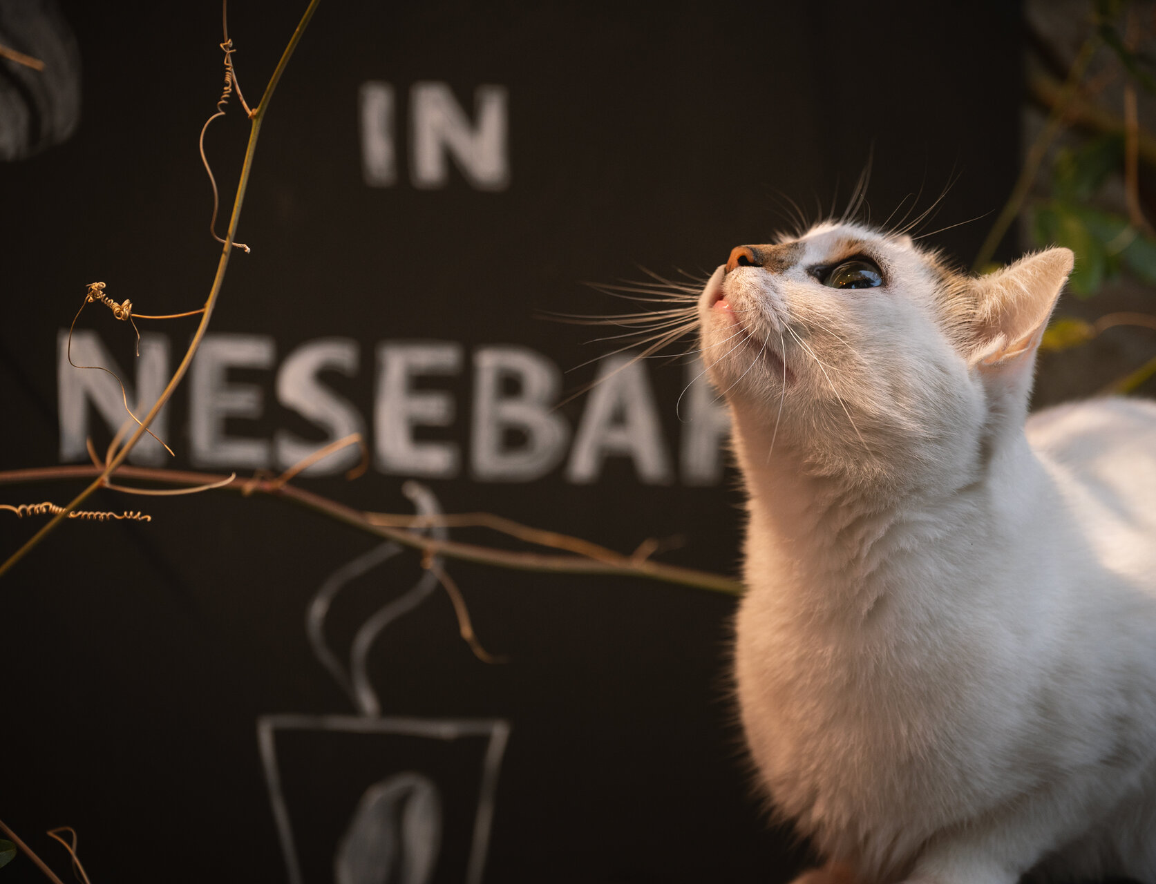 Любопитство от Velimir Ivanov - chopar