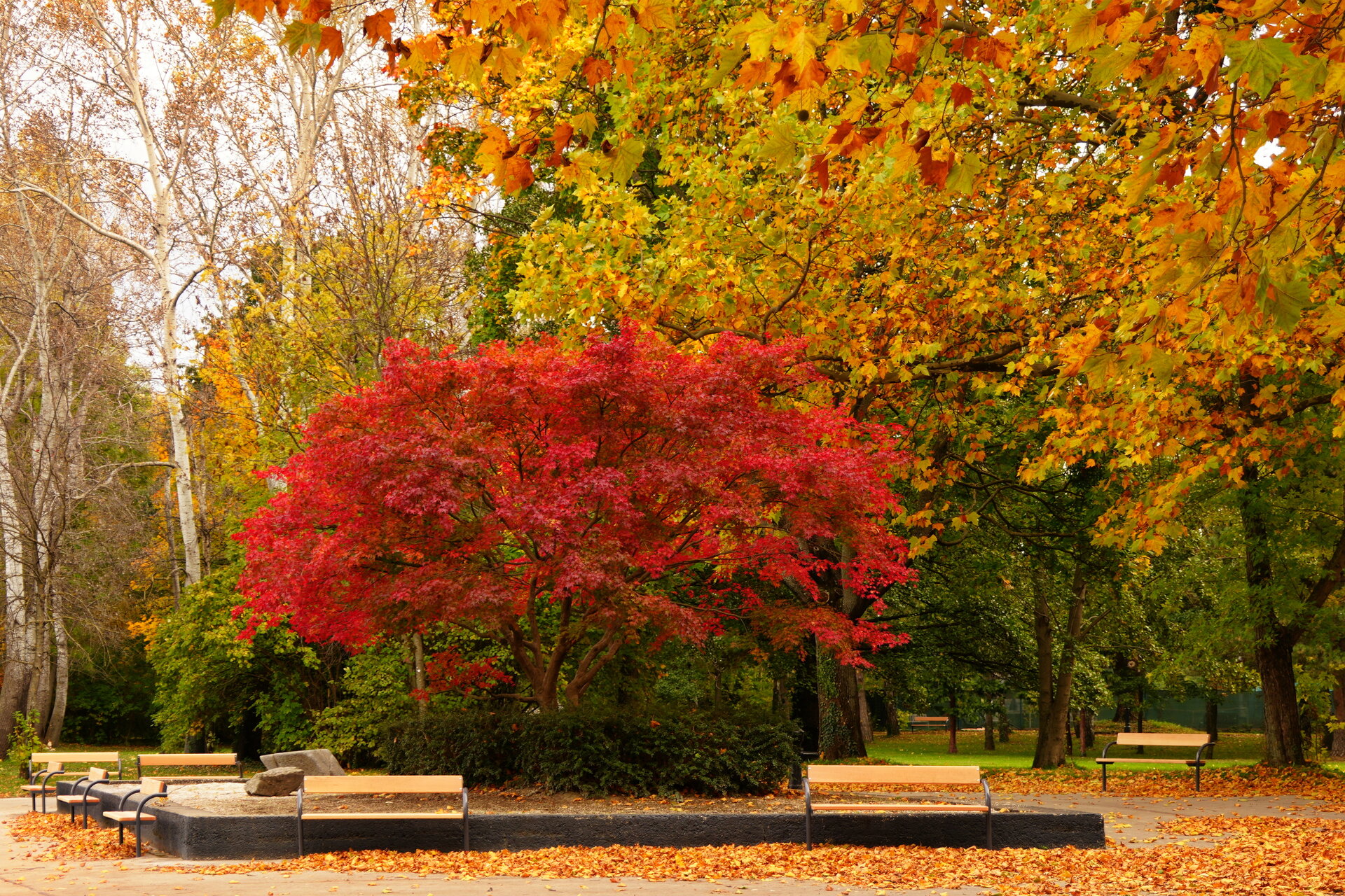Пламъкът на есента от Marina Nizamska - marinizam
