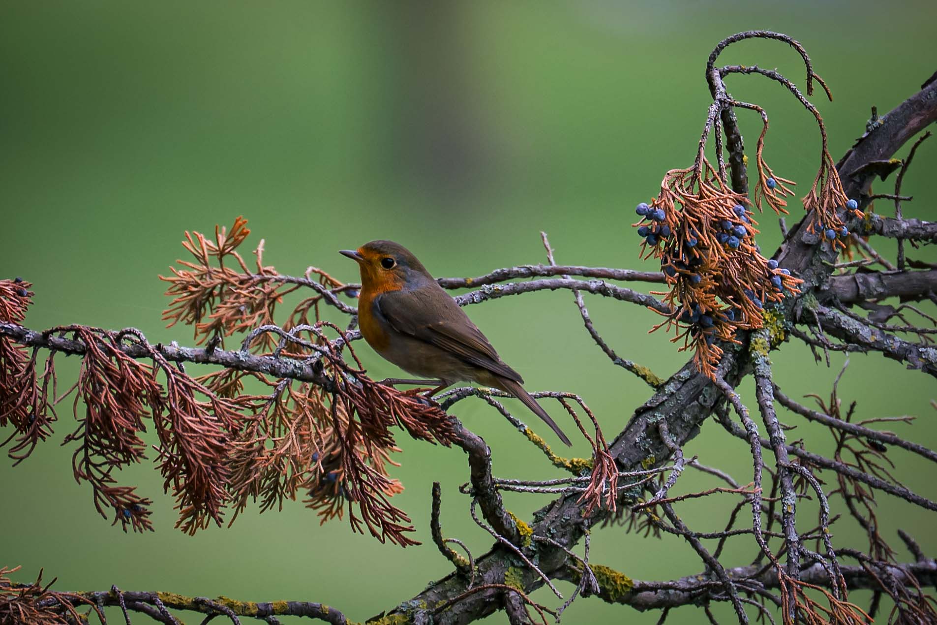 Червеношийка от Velimir Ivanov - chopar