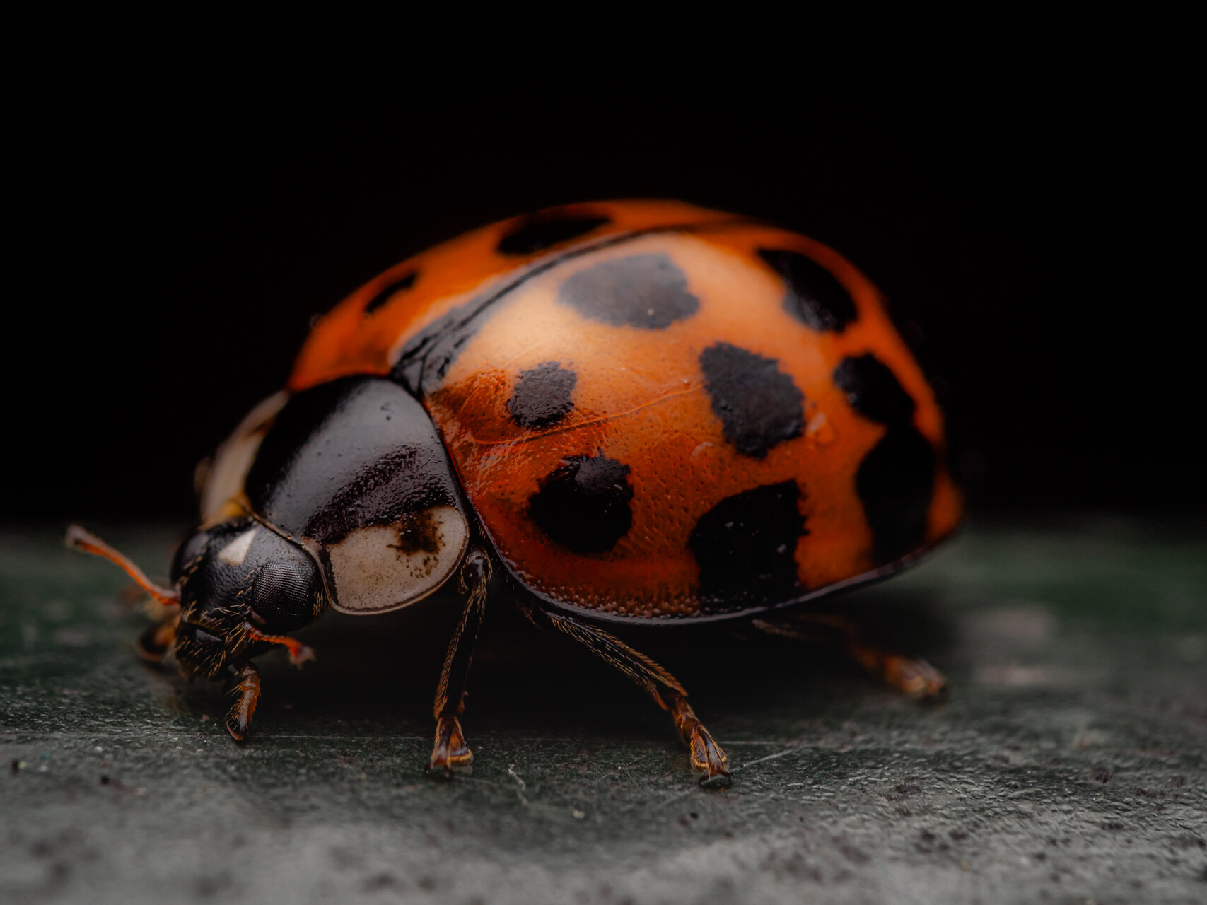 Малка калинка от Jimmy Macroz - Jimmy_tattooz