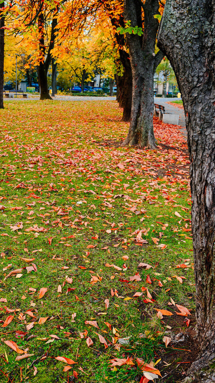 Есенен килим в парка от Milen Mladenov - resco